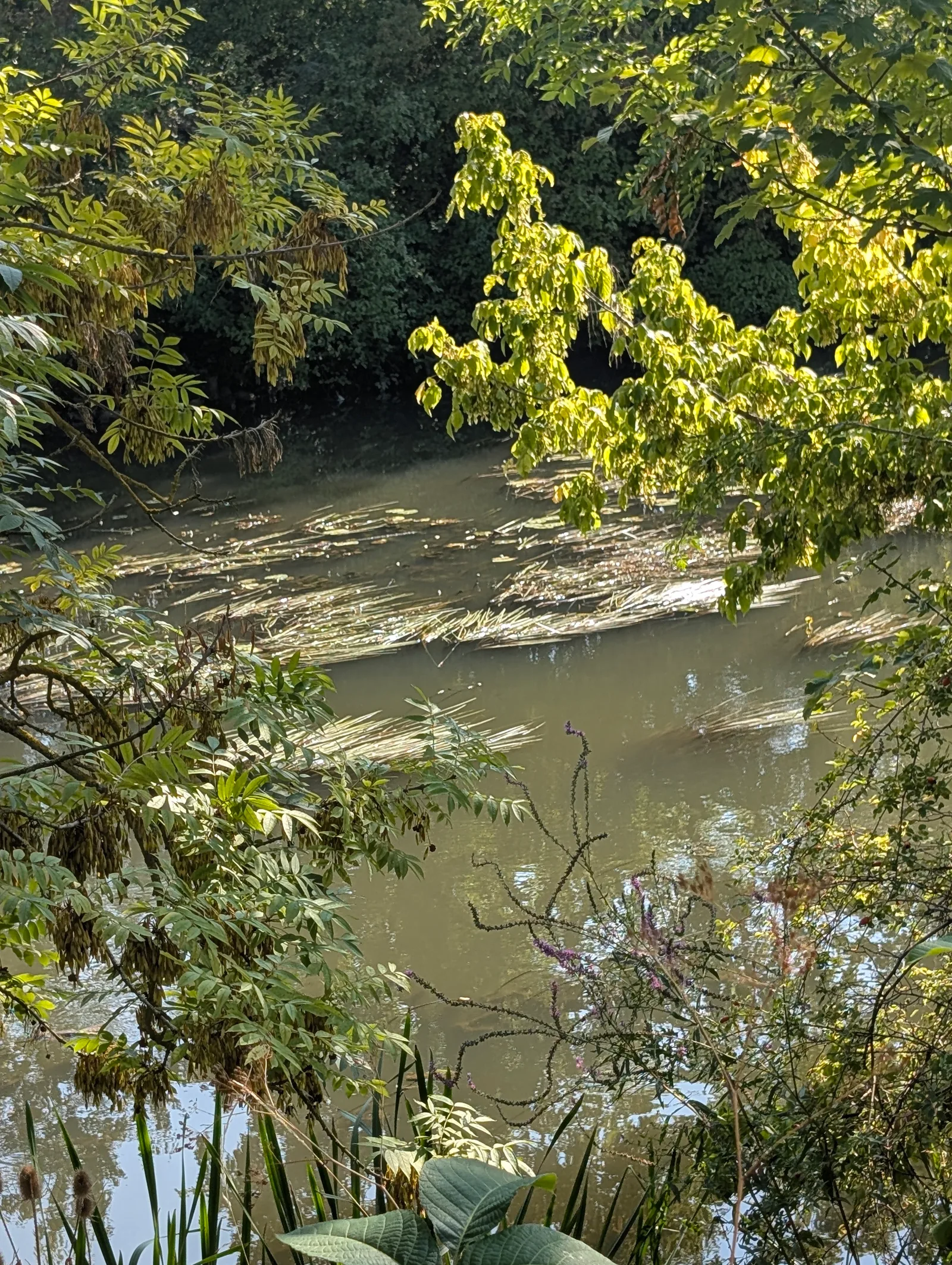 Main view at Nidda Park Frankfurt — travel photo