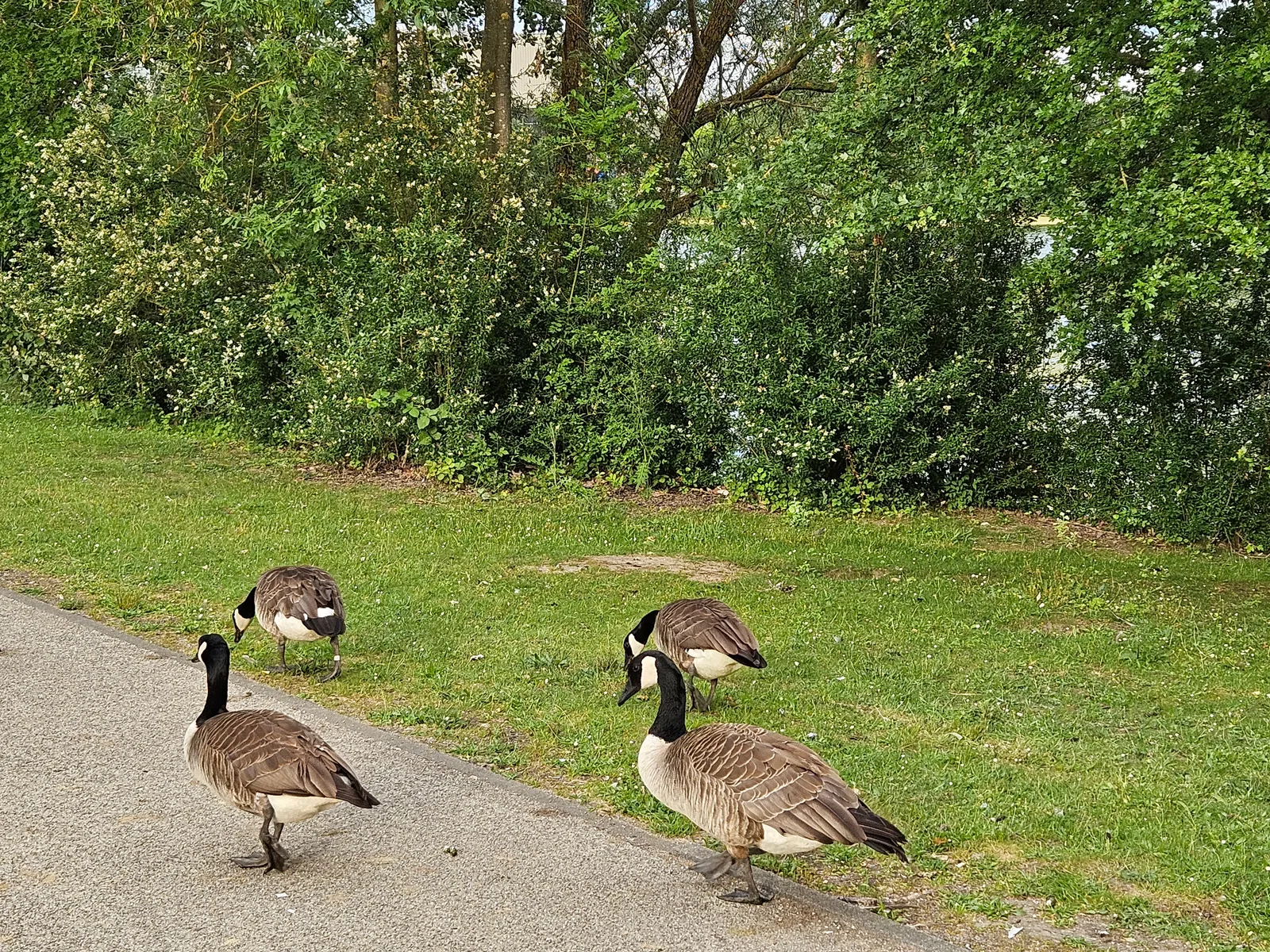 Atmosphere at Rebstockpark Frankfurt — travel photo