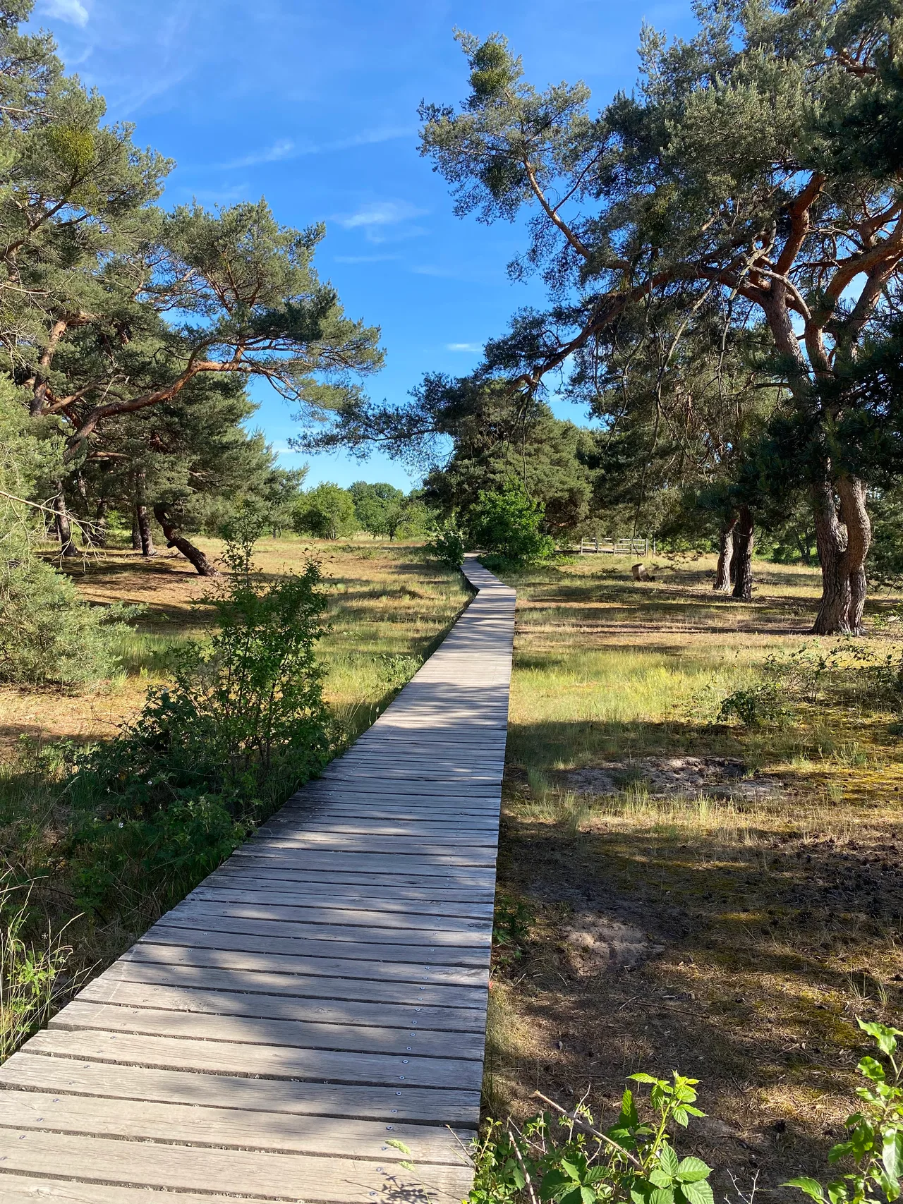 Schwanheimer Düne
