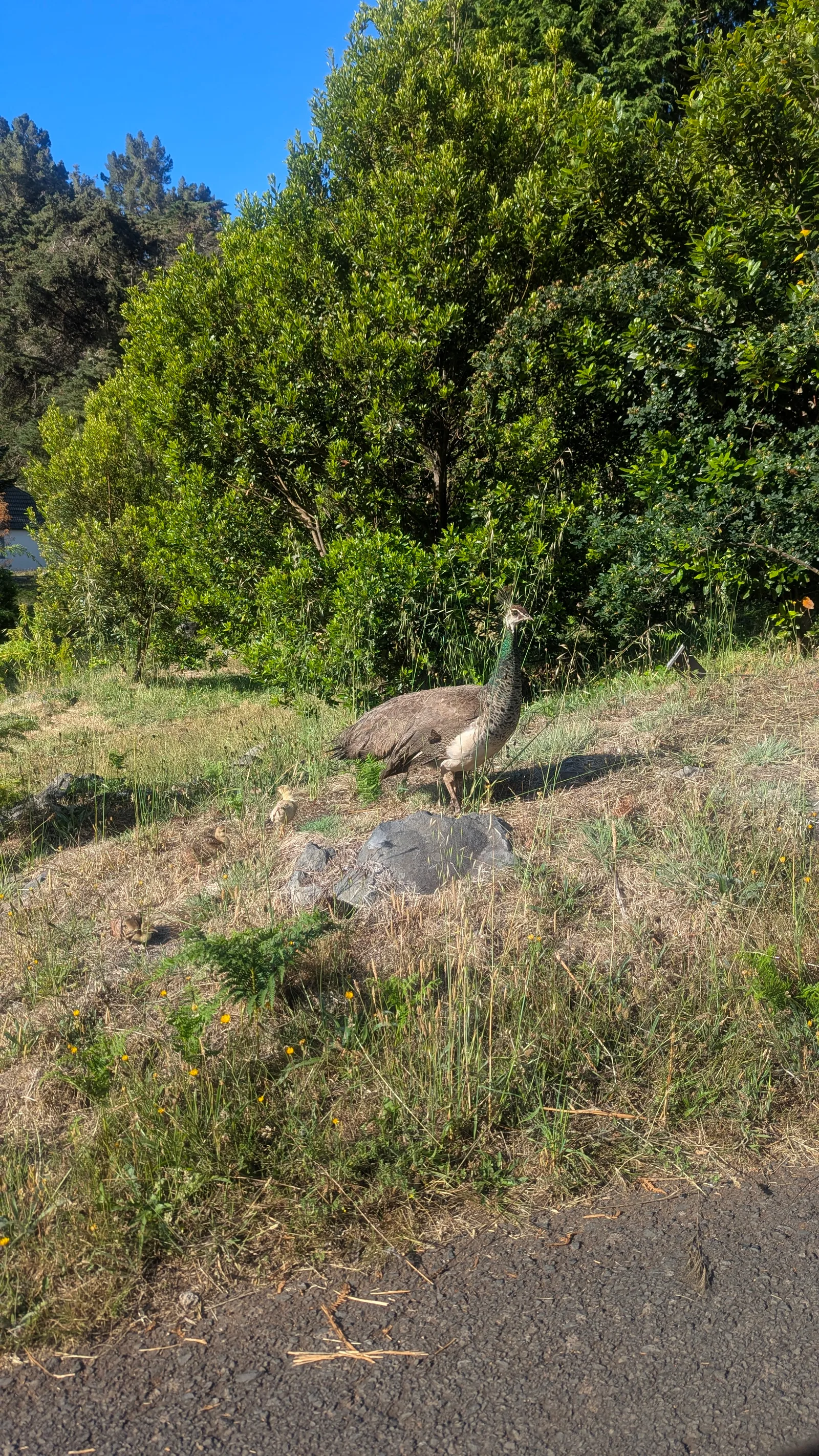 Atmosphere at Funchal Ecological Park Funchal — travel photo