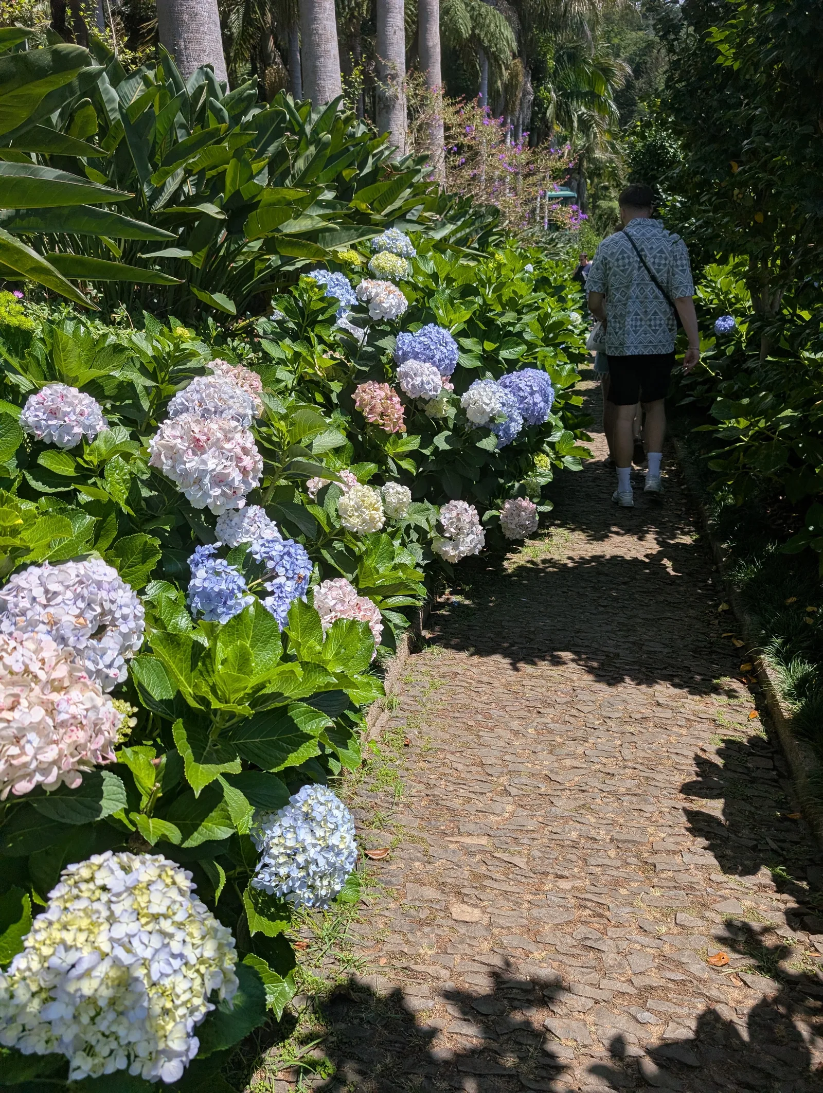 Main view at Jardim Monte Palace Madeira Funchal — travel photo