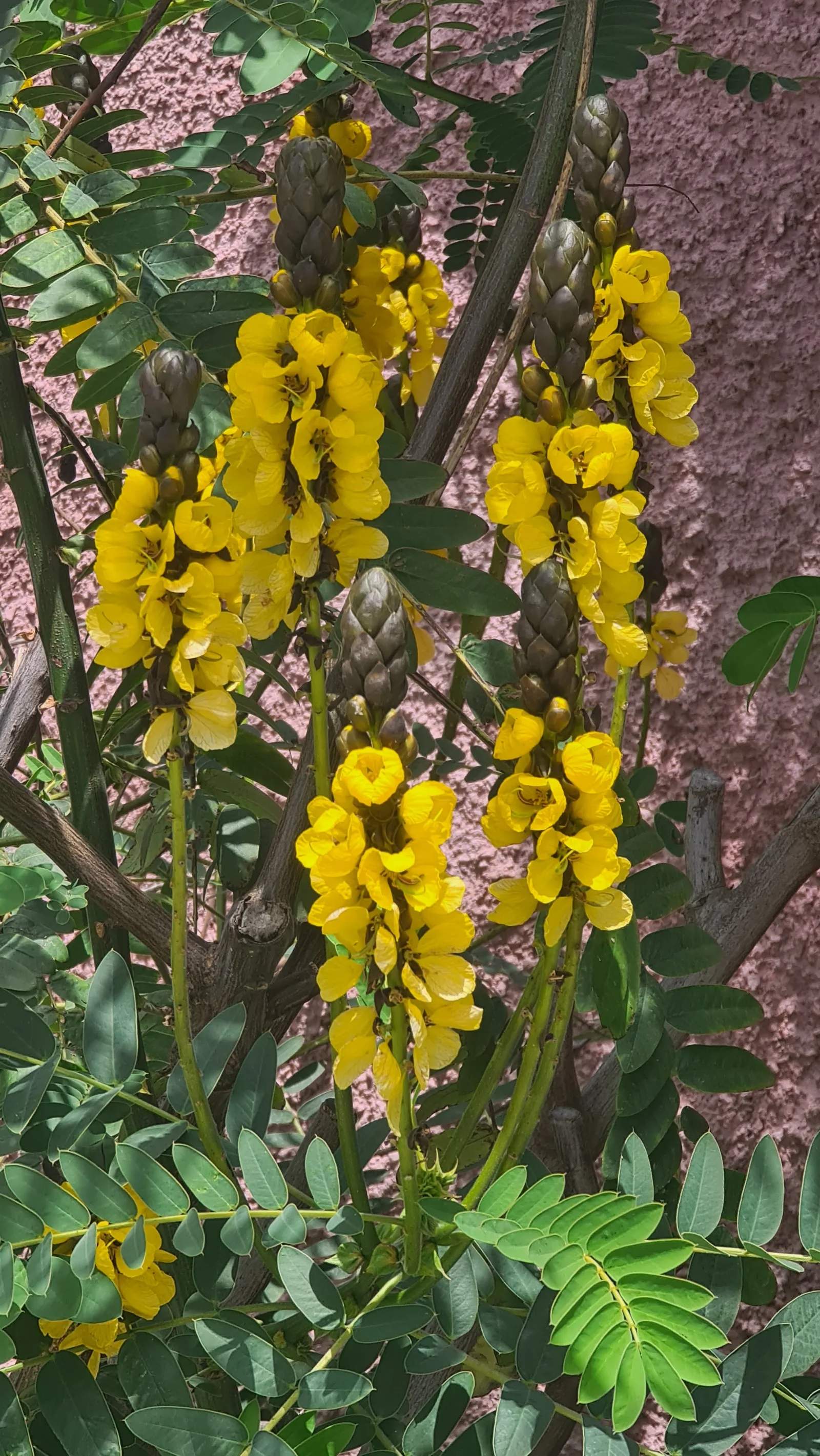 Atmosphere at Jardins do Garajau Funchal — travel photo