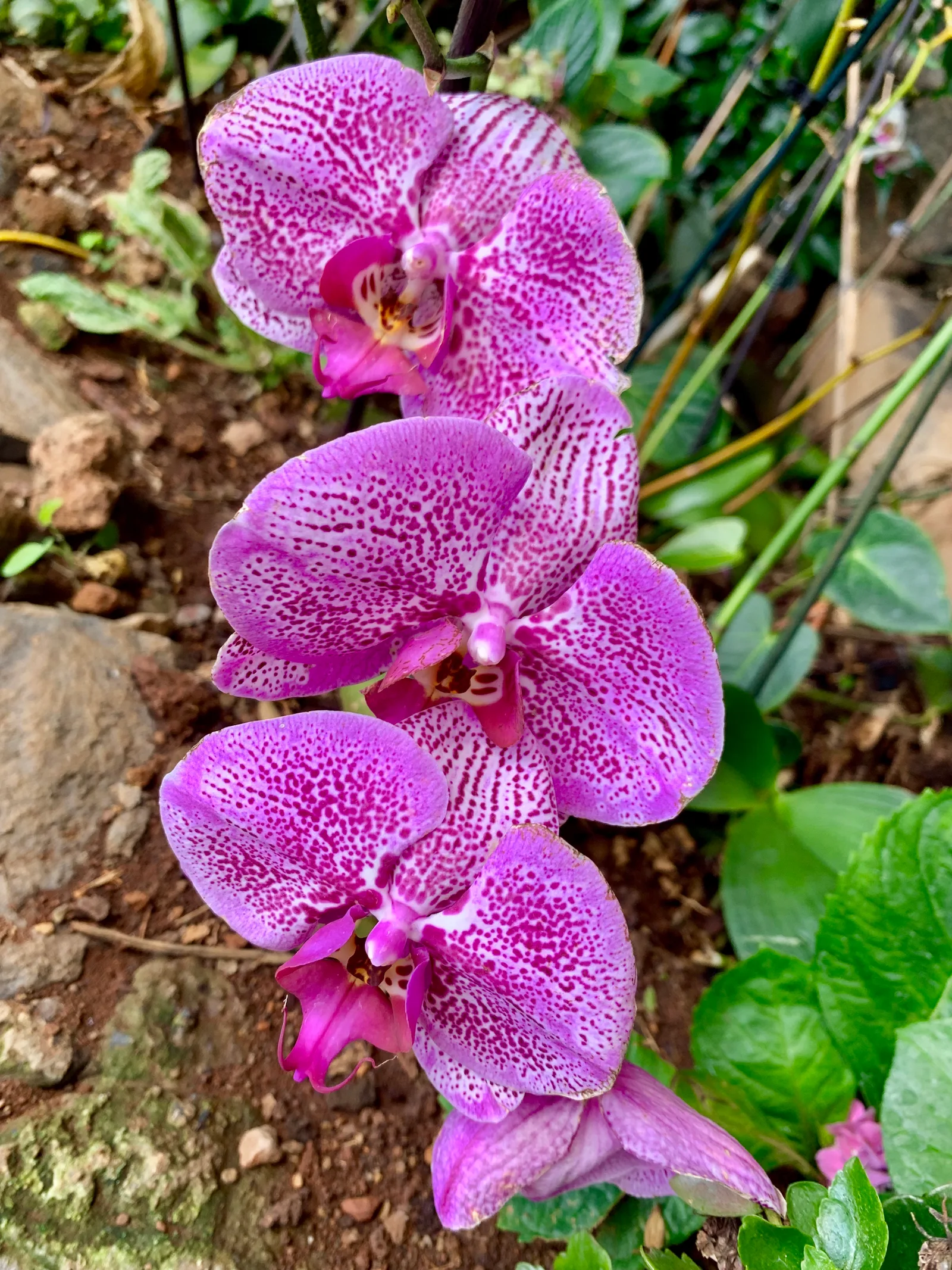 Details at Madeira Botanical Garden Funchal — travel photo
