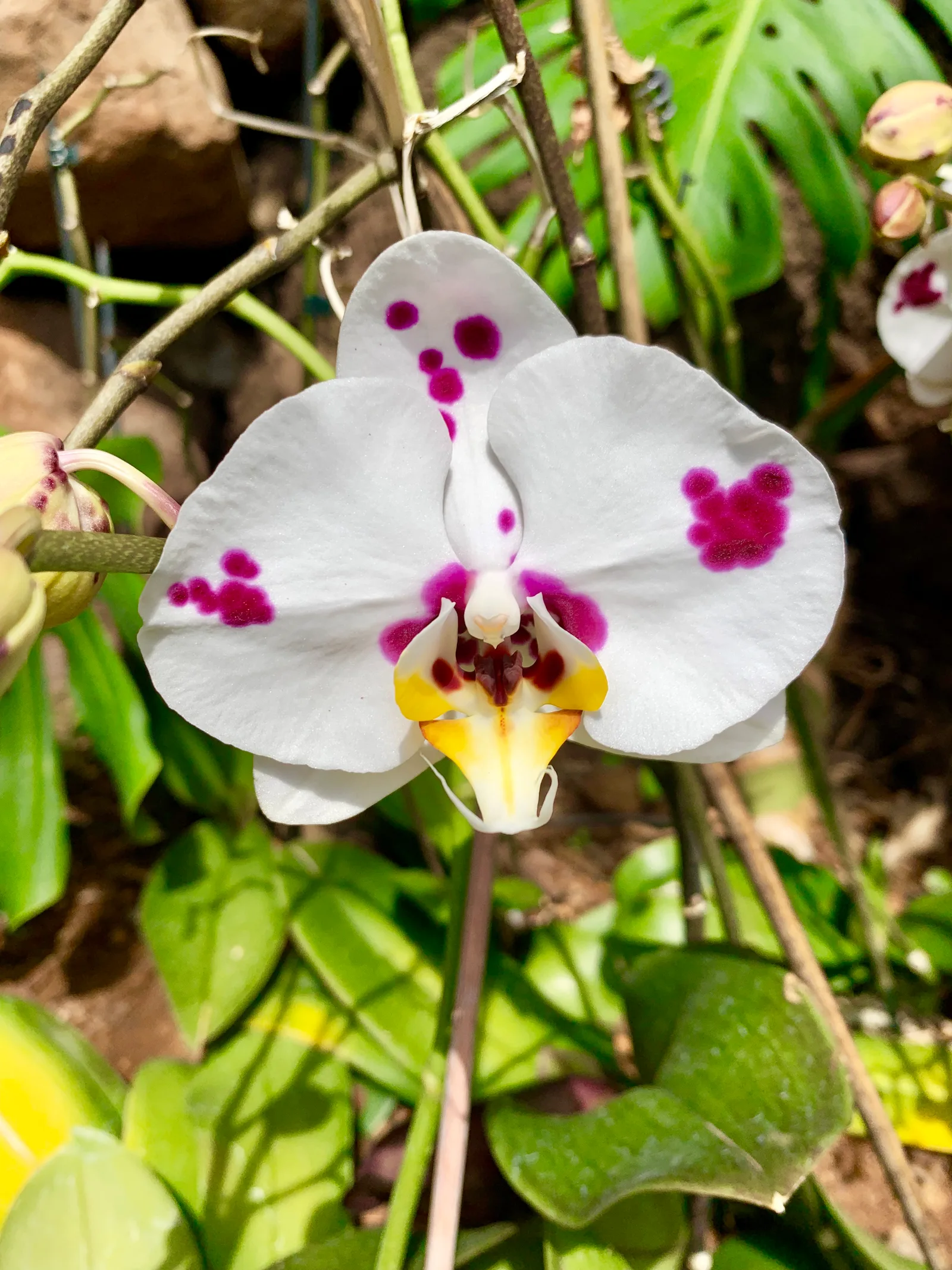 Atmosphere at Madeira Botanical Garden Funchal — travel photo