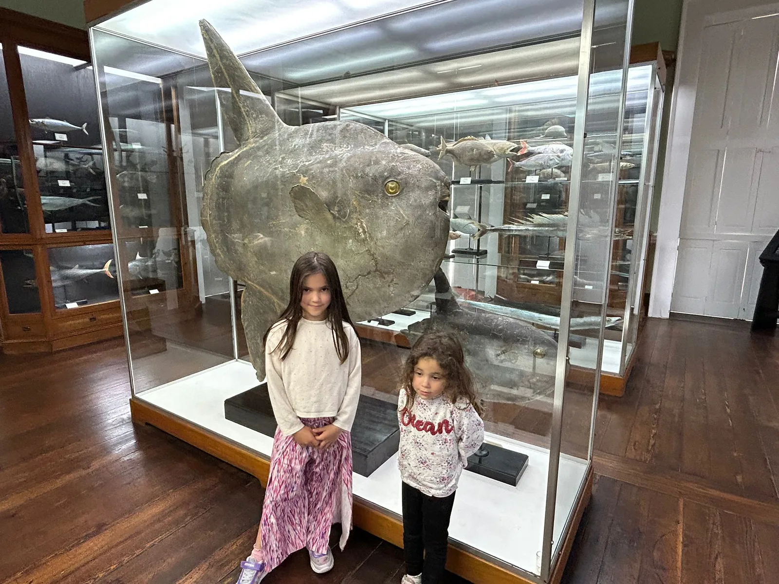 Interior at Natural History Museum Funchal — travel photo