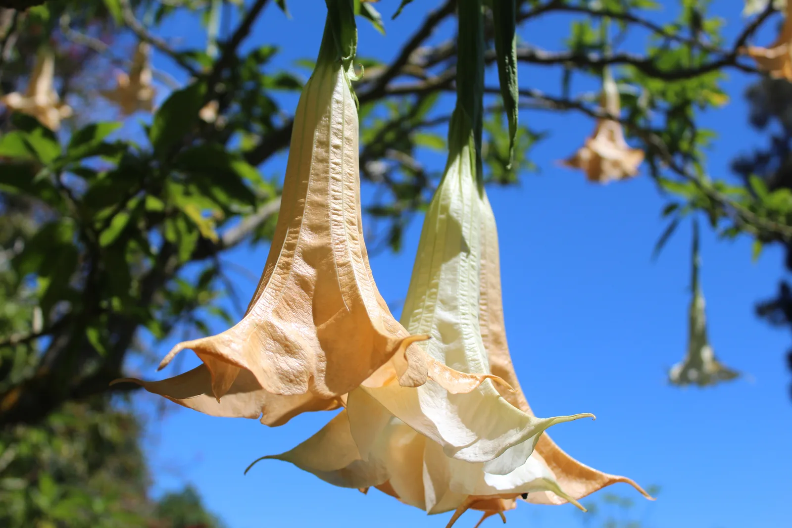 Atmosphere at Palheiro Gardens Funchal — travel photo