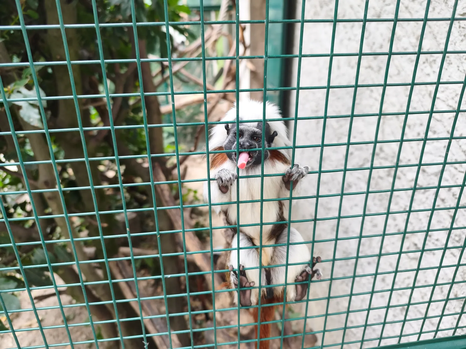 Details at Bioparc Genève Geneva — travel photo