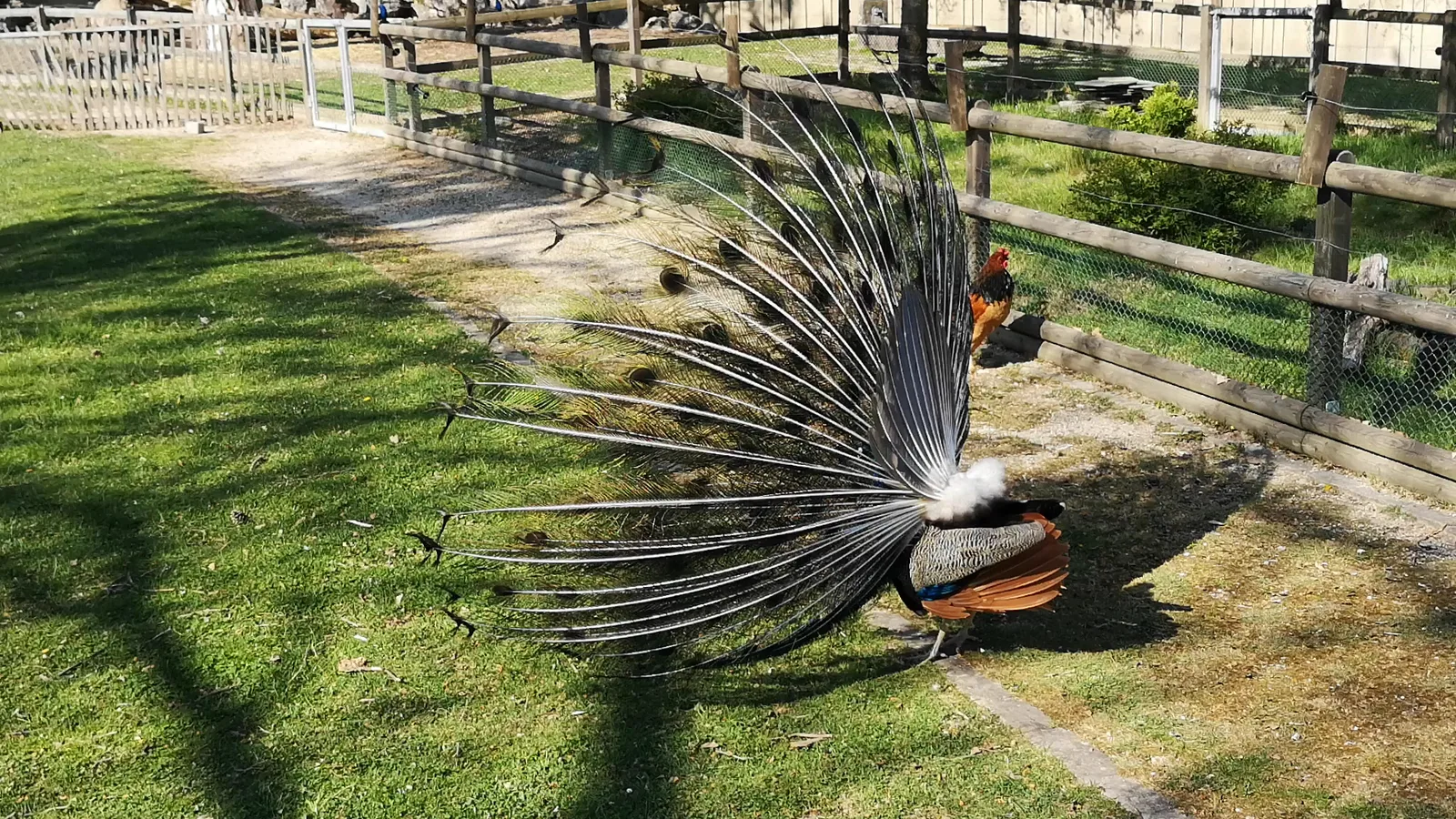 Atmosphere at Bois de la Bâtie Geneva — travel photo
