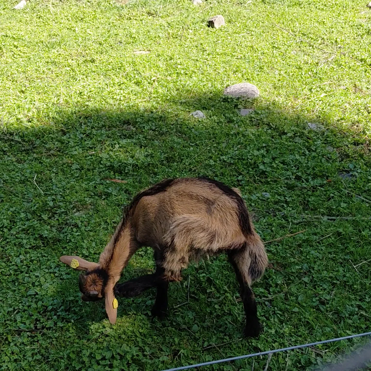 Main view at Jardin botanique alpin de Meyrin Geneva — travel photo