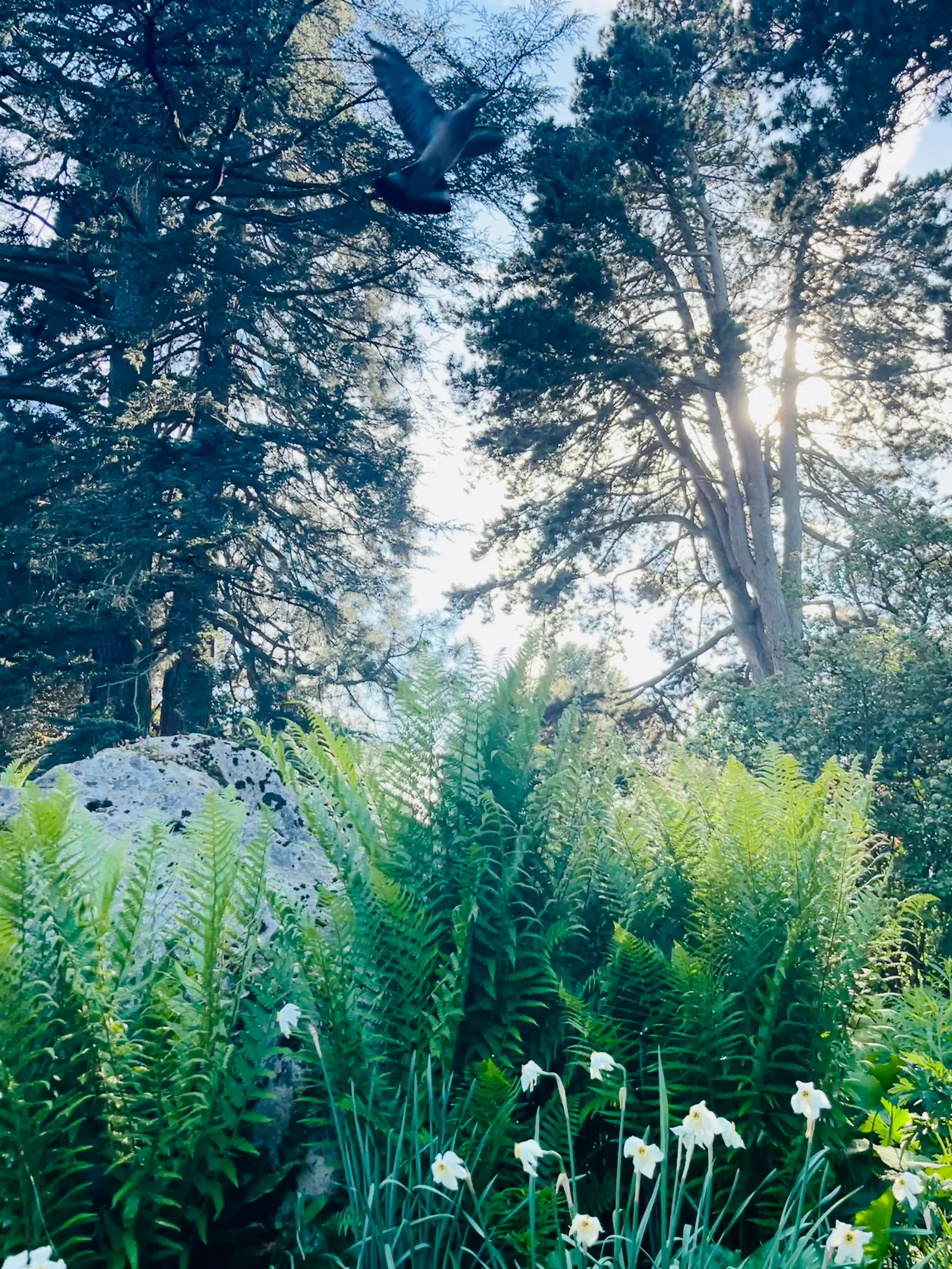 Atmosphere at Jardin botanique alpin de Meyrin Geneva — travel photo