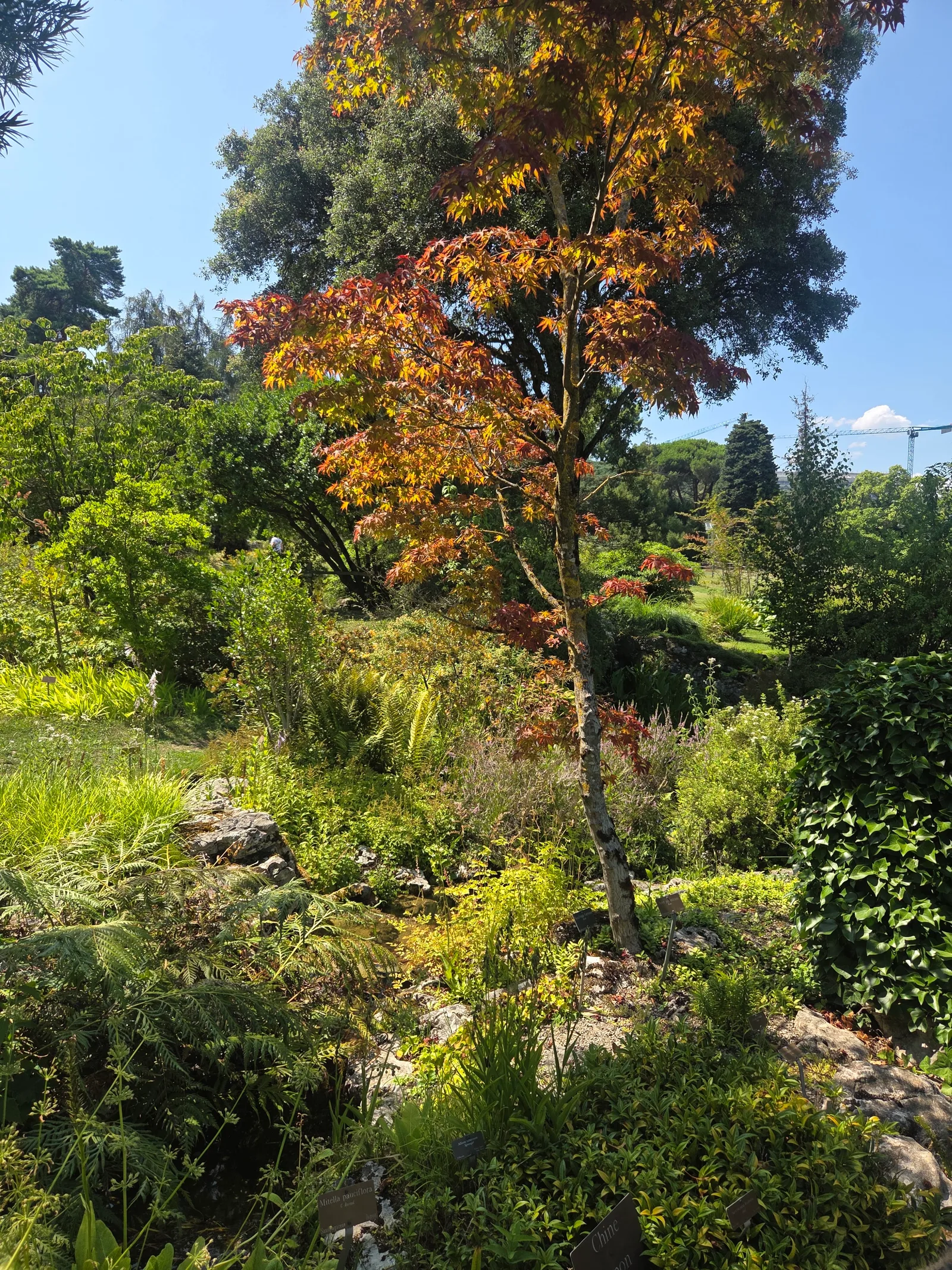 Details at Jardin Botanique de Genève Geneva — travel photo