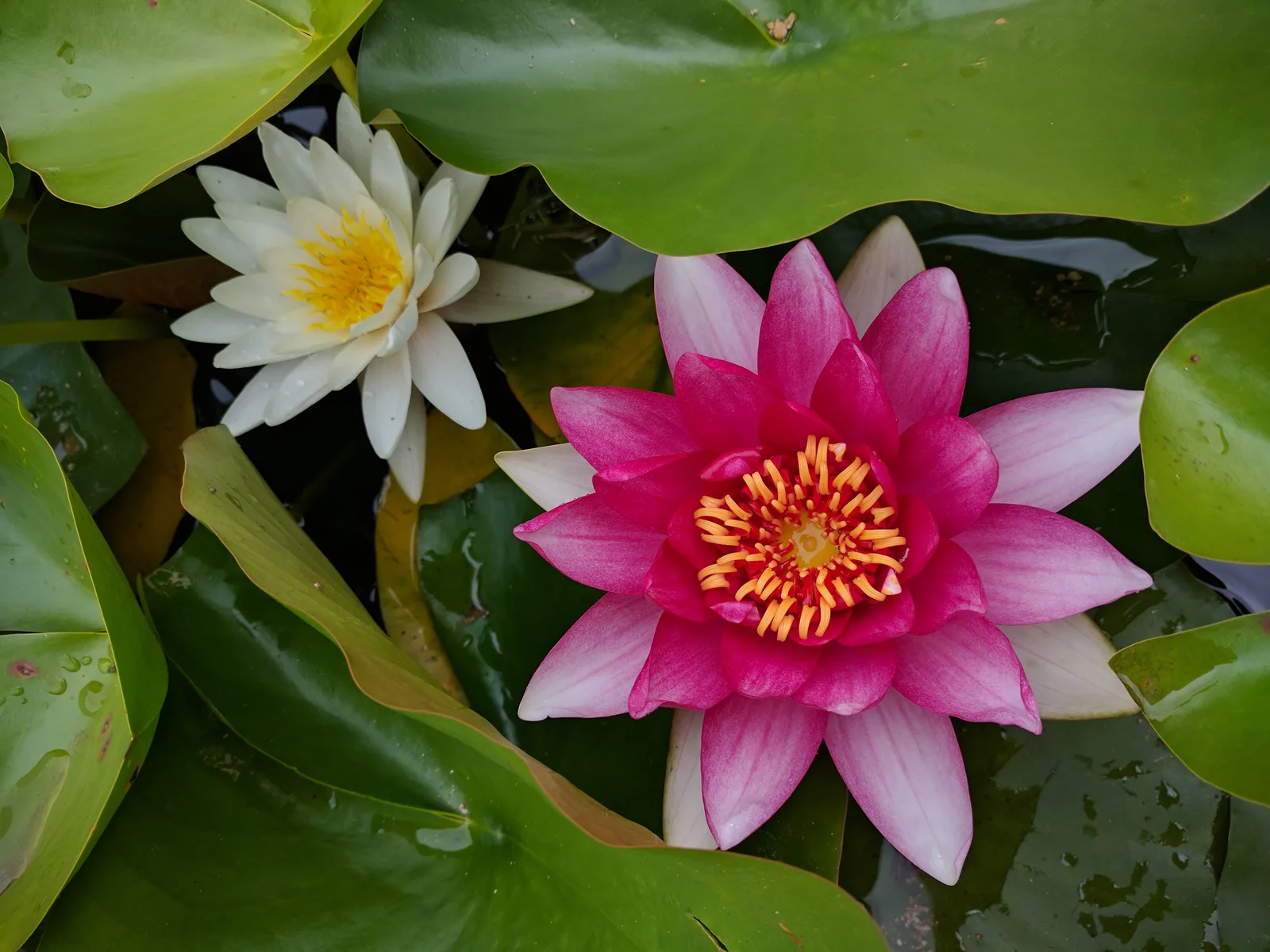 Details at Jardin de la Paix Geneva — travel photo