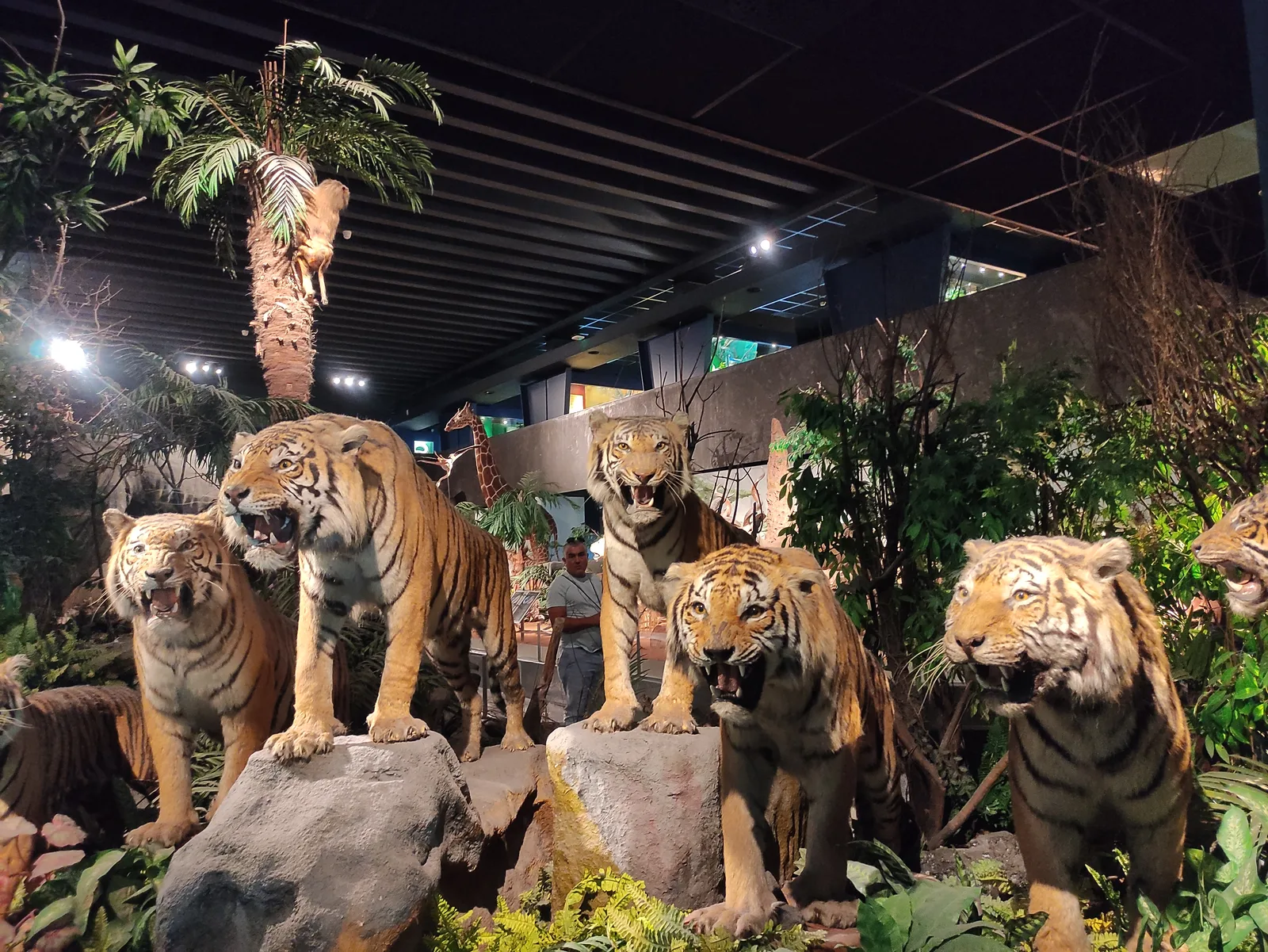 Main view at Muséum d'Histoire Naturelle Geneva — travel photo