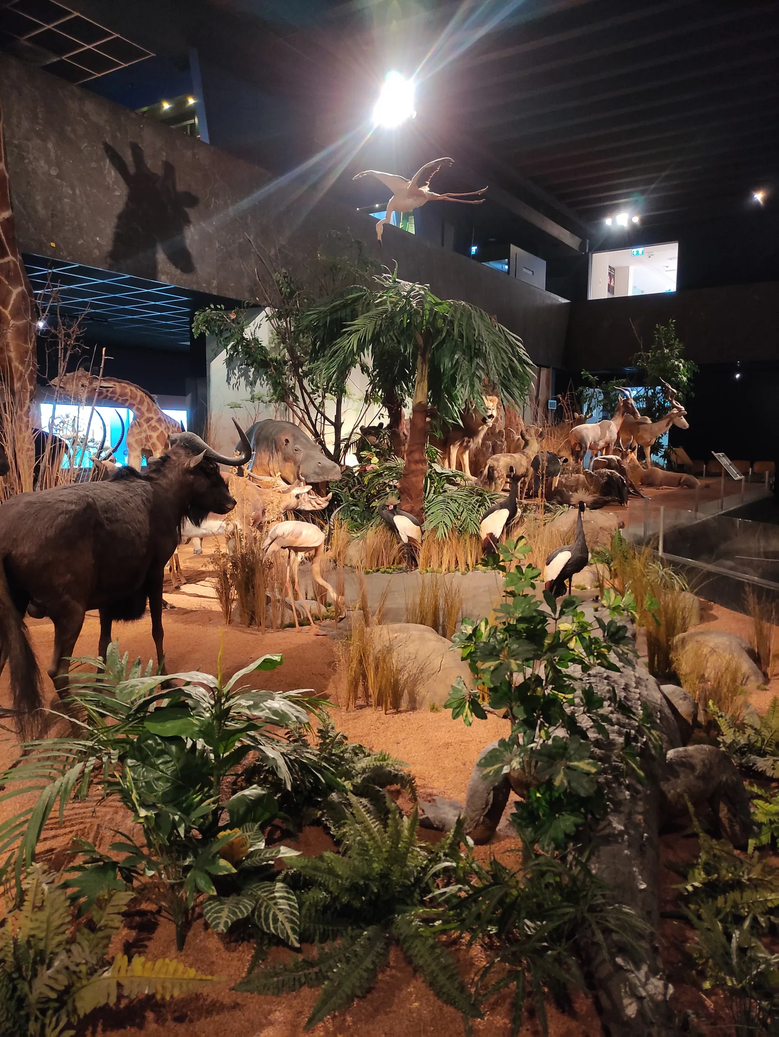 Details at Muséum d'Histoire Naturelle Geneva — travel photo