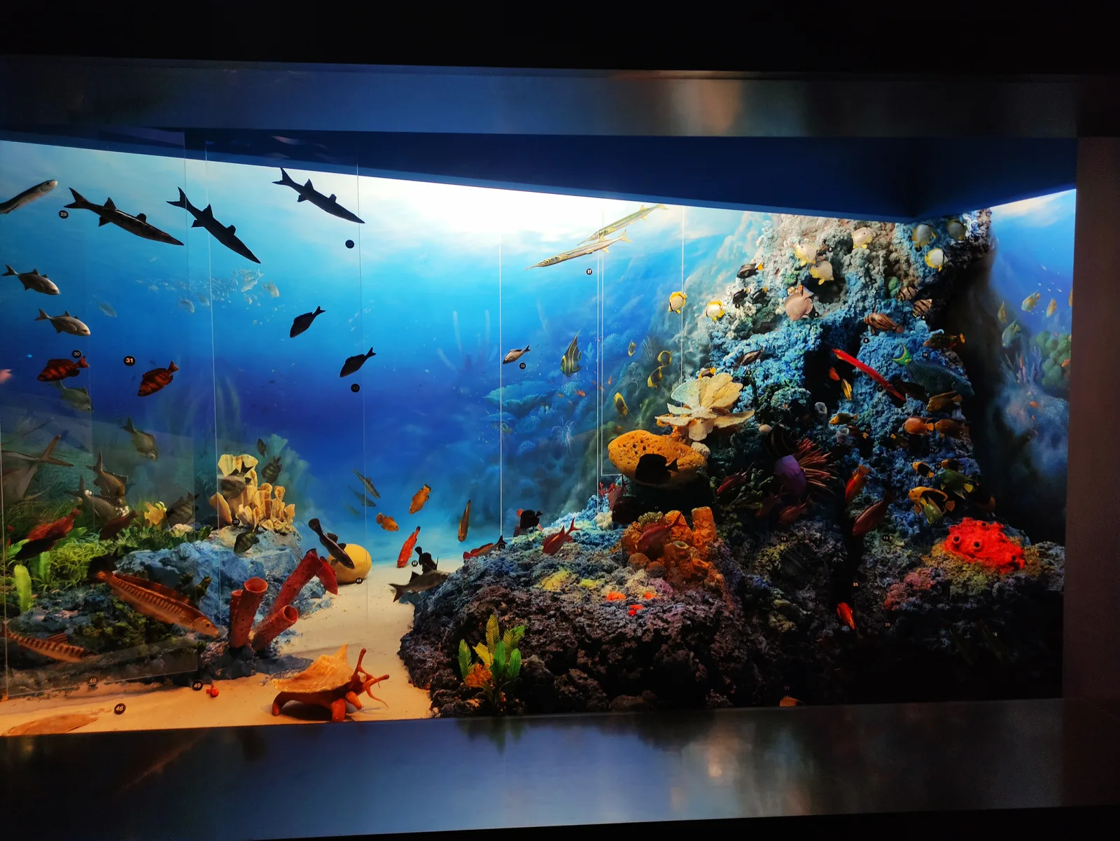 Atmosphere at Muséum d'Histoire Naturelle Geneva — travel photo