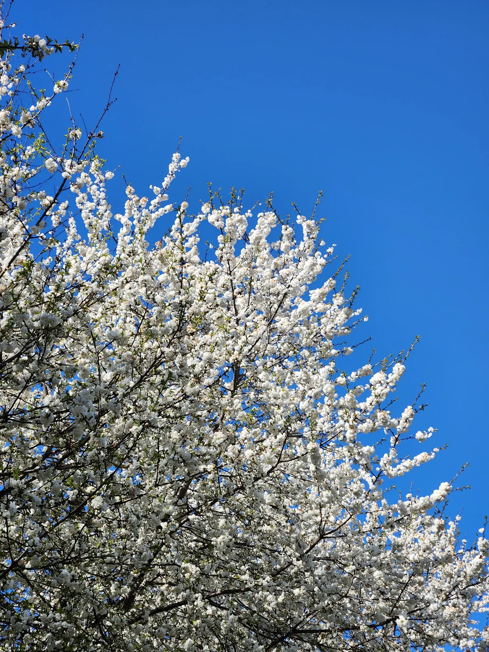 Atmosphere at Parc des Chaumettes Geneva — travel photo
