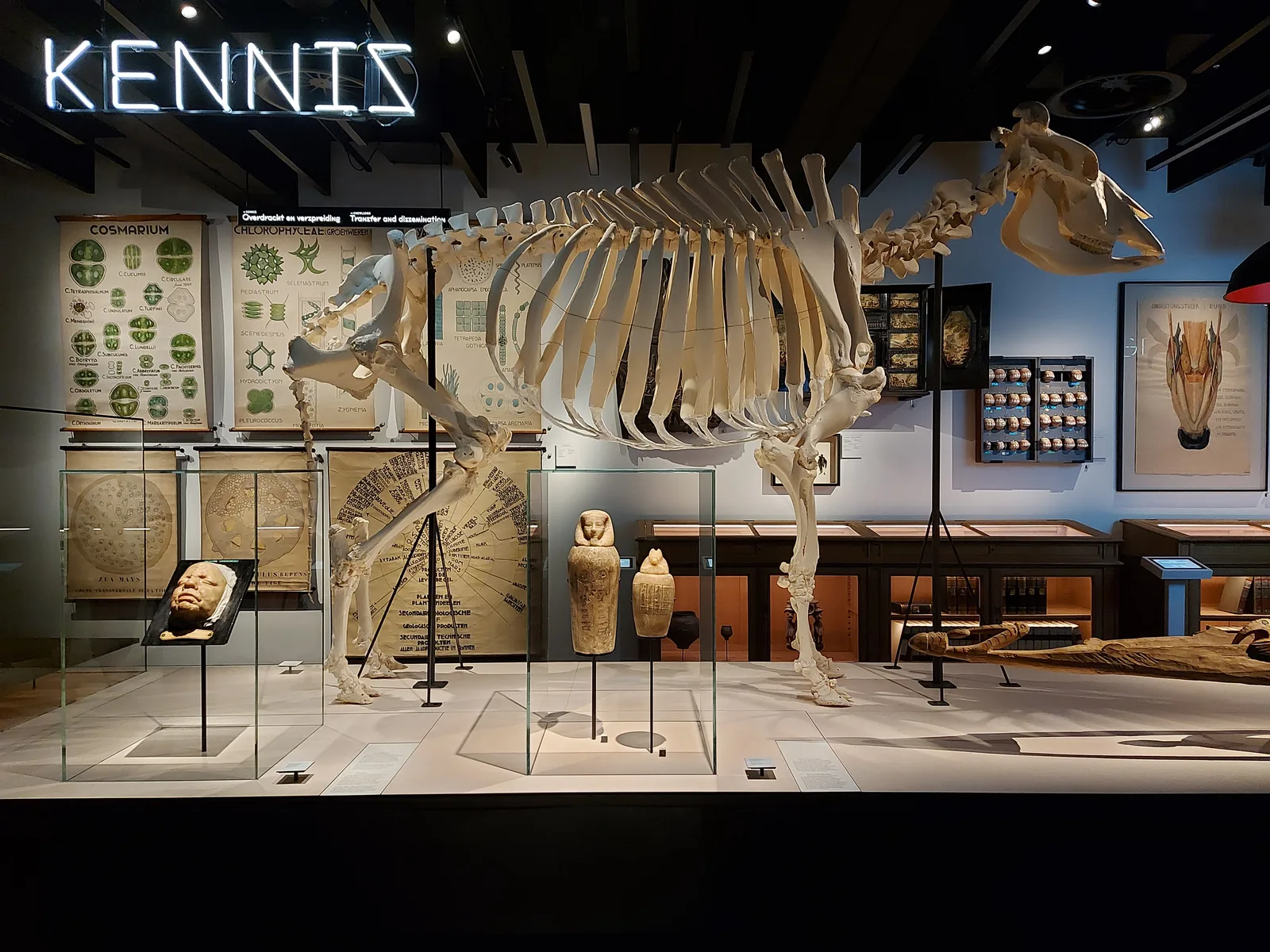 Atmosphere at GUM - Gents Universiteitsmuseum & Plantentuin Ghent — travel photo