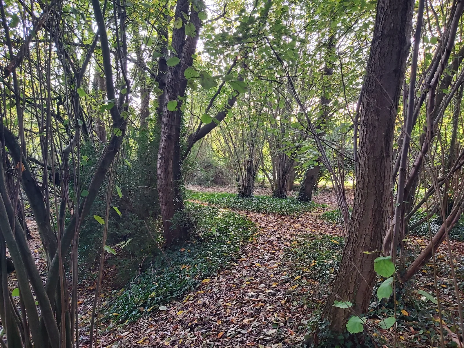 Jaques Park