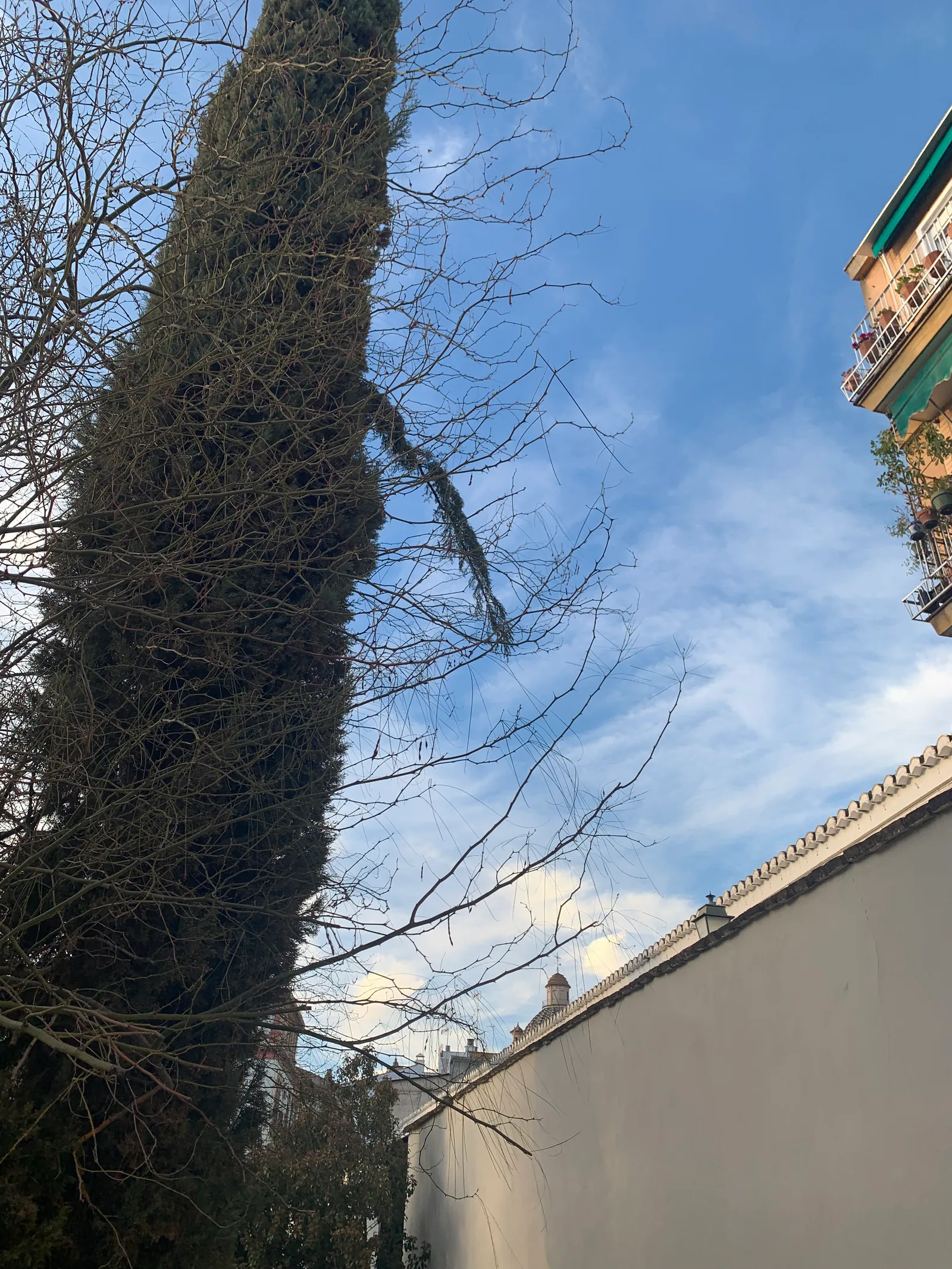 Main view at "Antonio Jiménez Blanco" del Cuarto Real de Santo Domingo Park Granada — travel photo