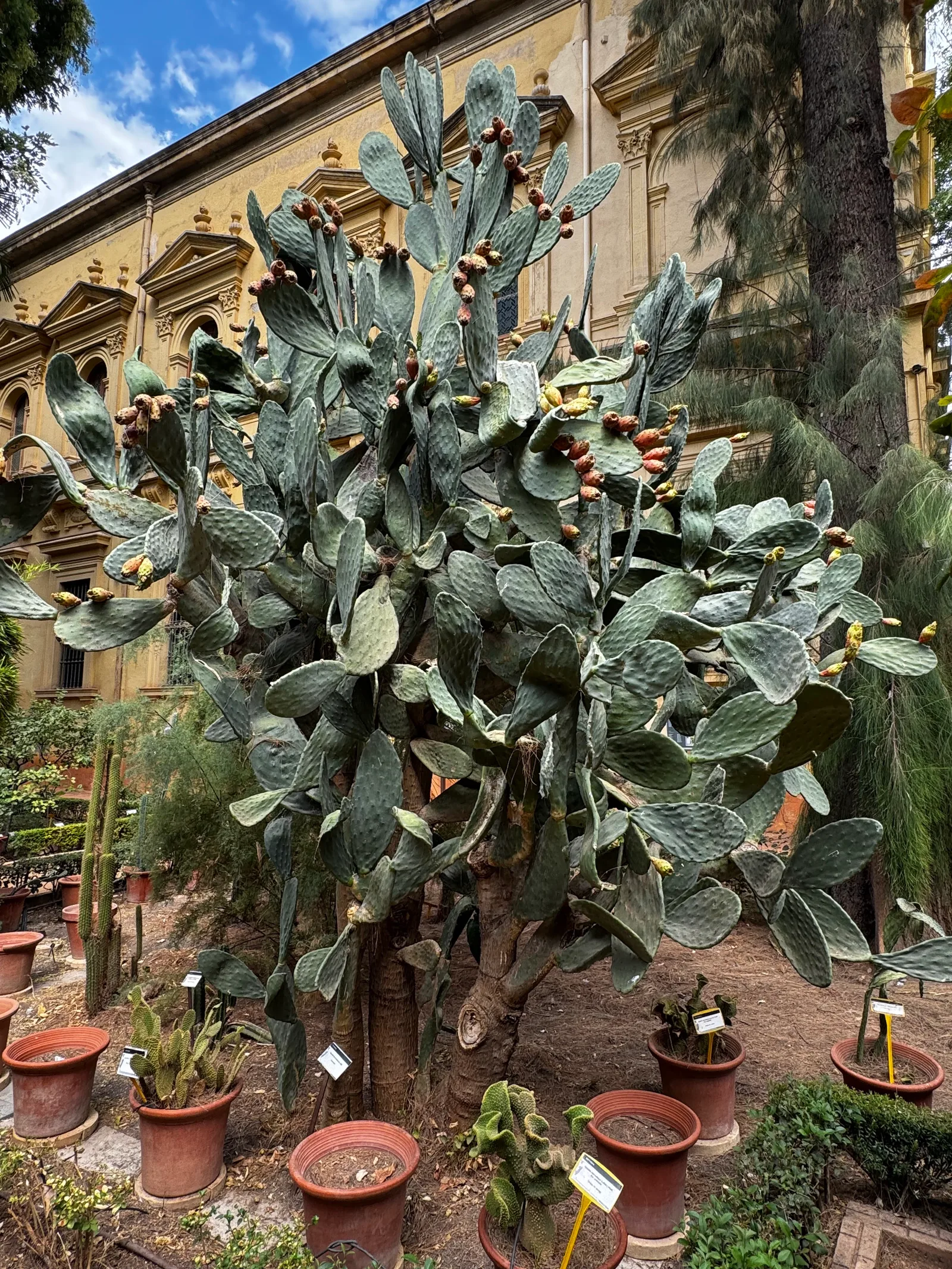 Interior at Botanical Garden of the University of Granada Granada — travel photo