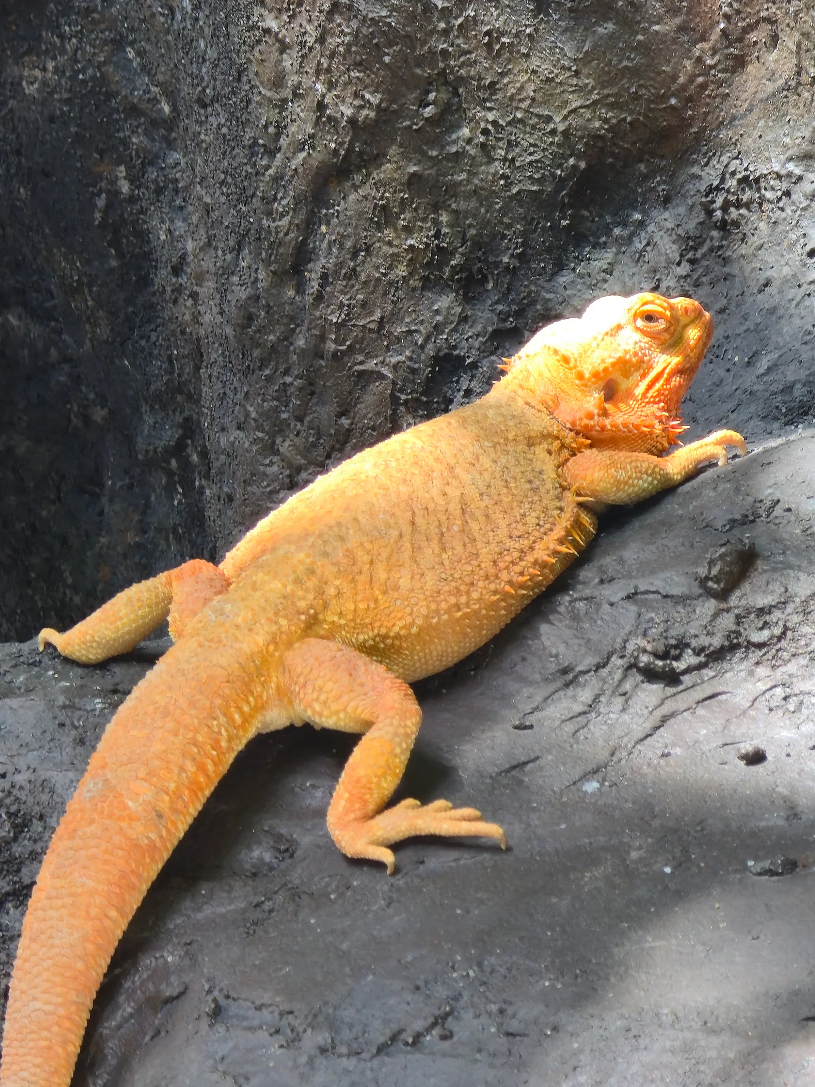 Details at Guangzhou Crocodile Park Guangzhou — travel photo