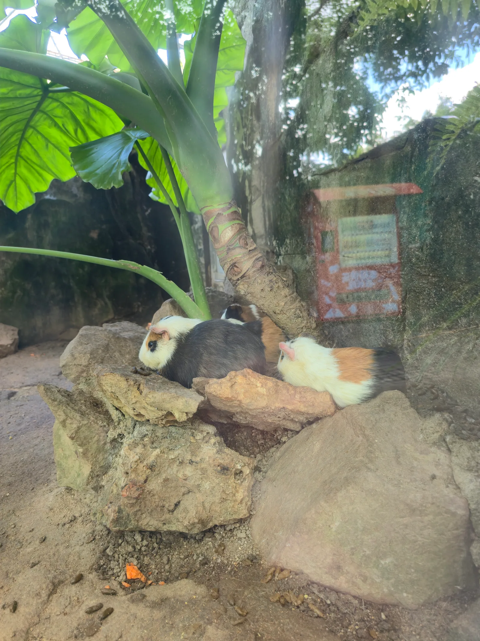 Atmosphere at Guangzhou Crocodile Park Guangzhou — travel photo