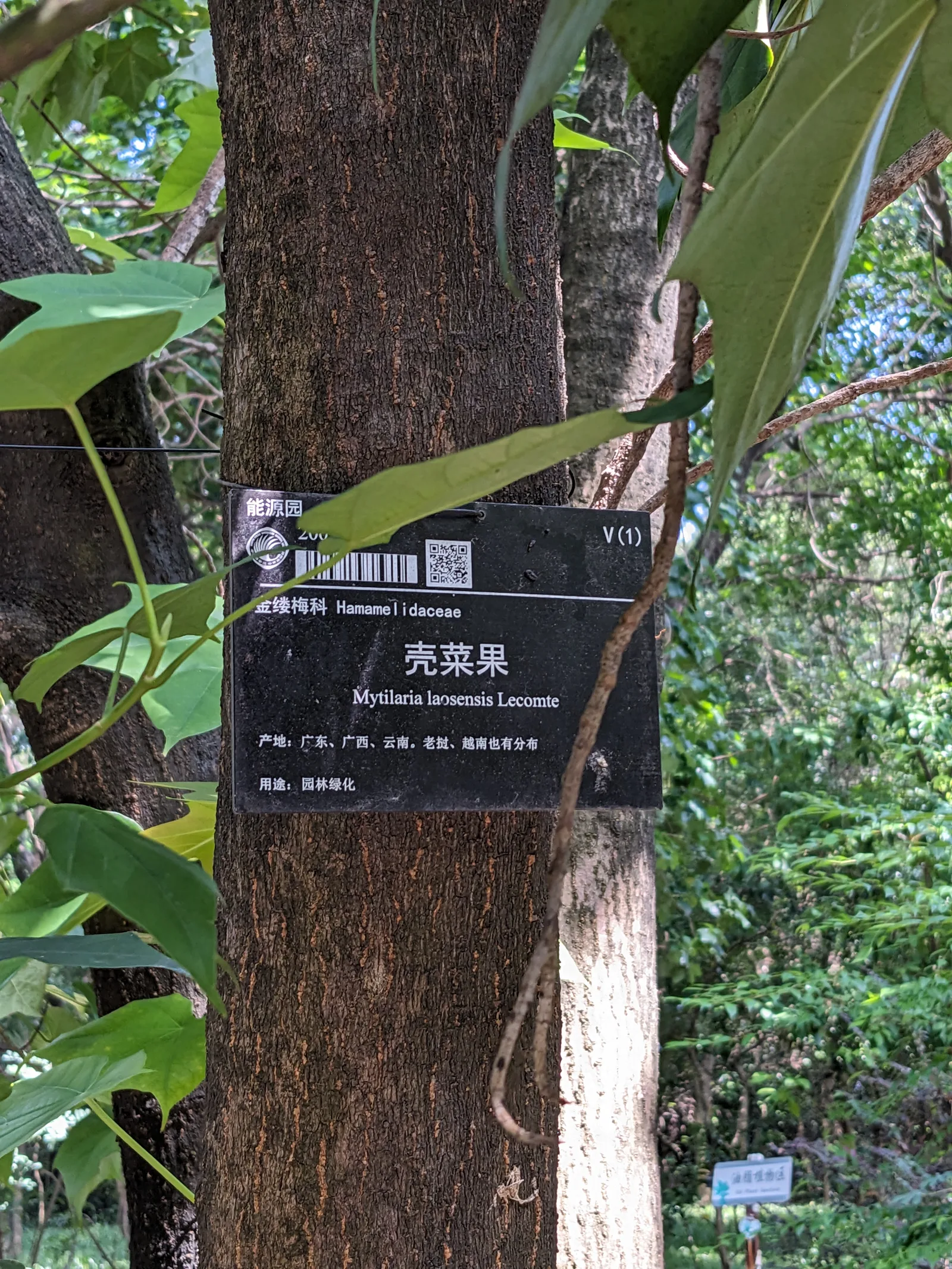 Details at South China Botanical Garden, Chinese Academy of Sciences Guangzhou — travel photo