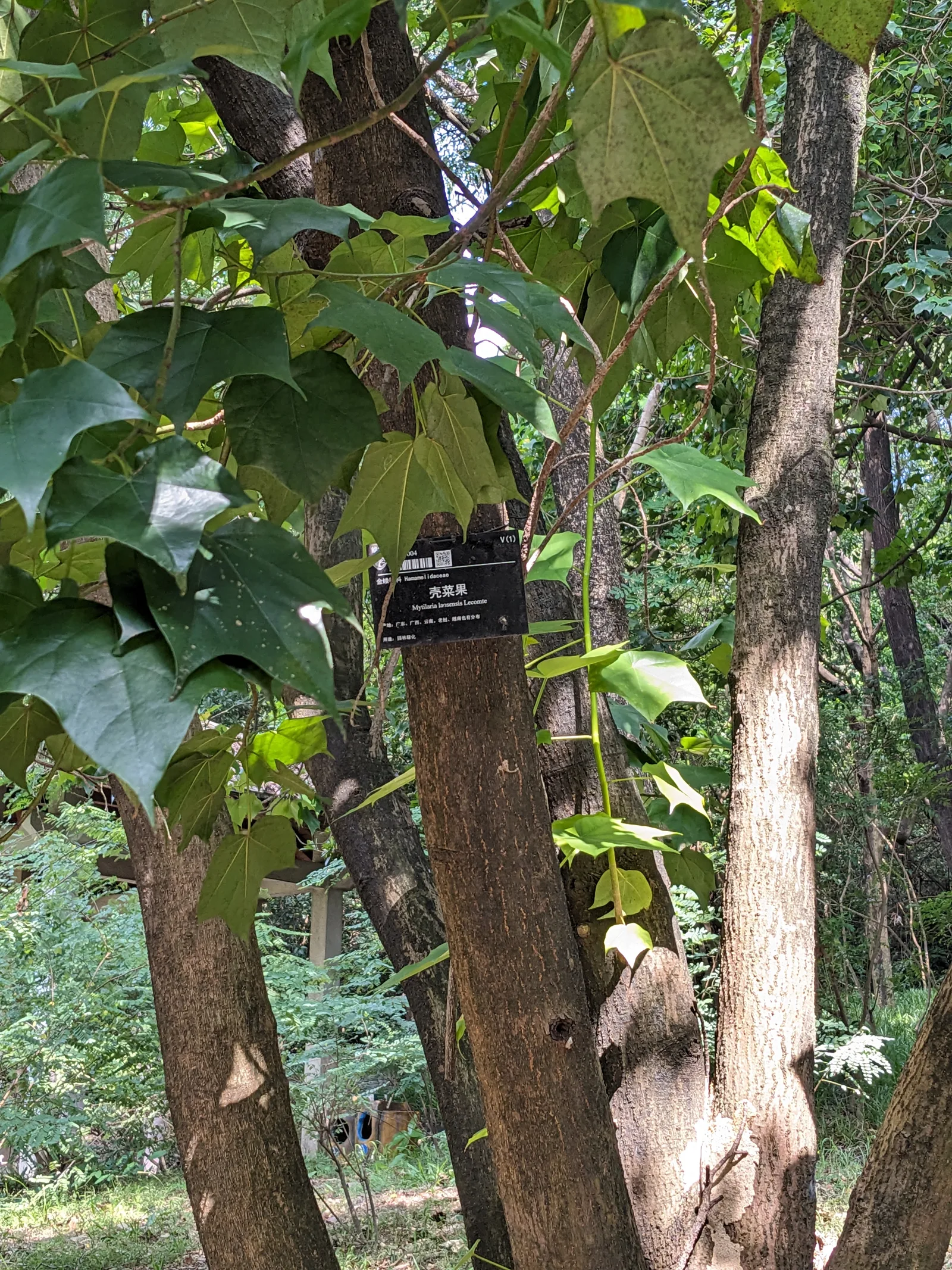 Atmosphere at South China Botanical Garden, Chinese Academy of Sciences Guangzhou — travel photo