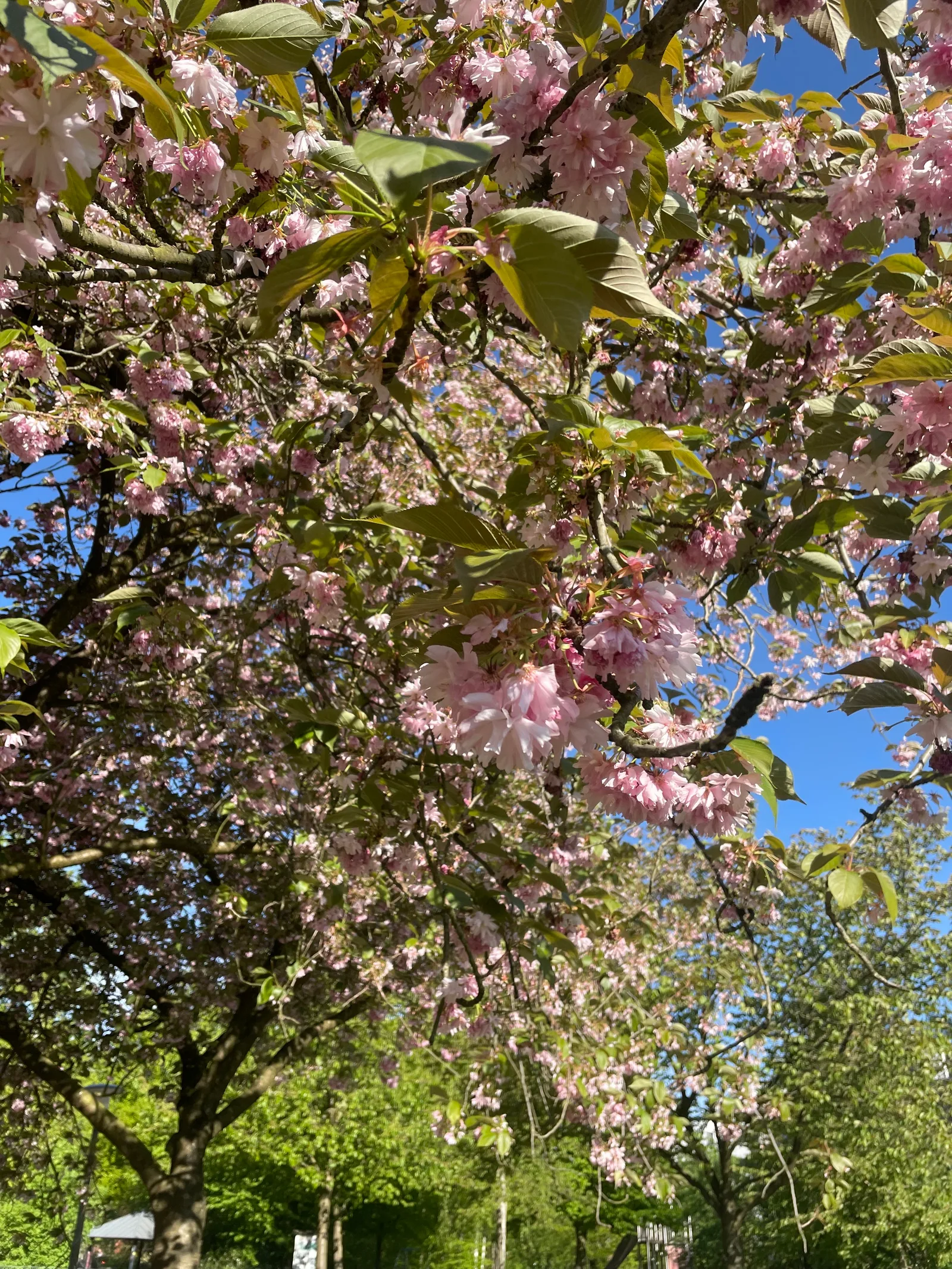 Atmosphere at Eilbek Park Hamburg — travel photo