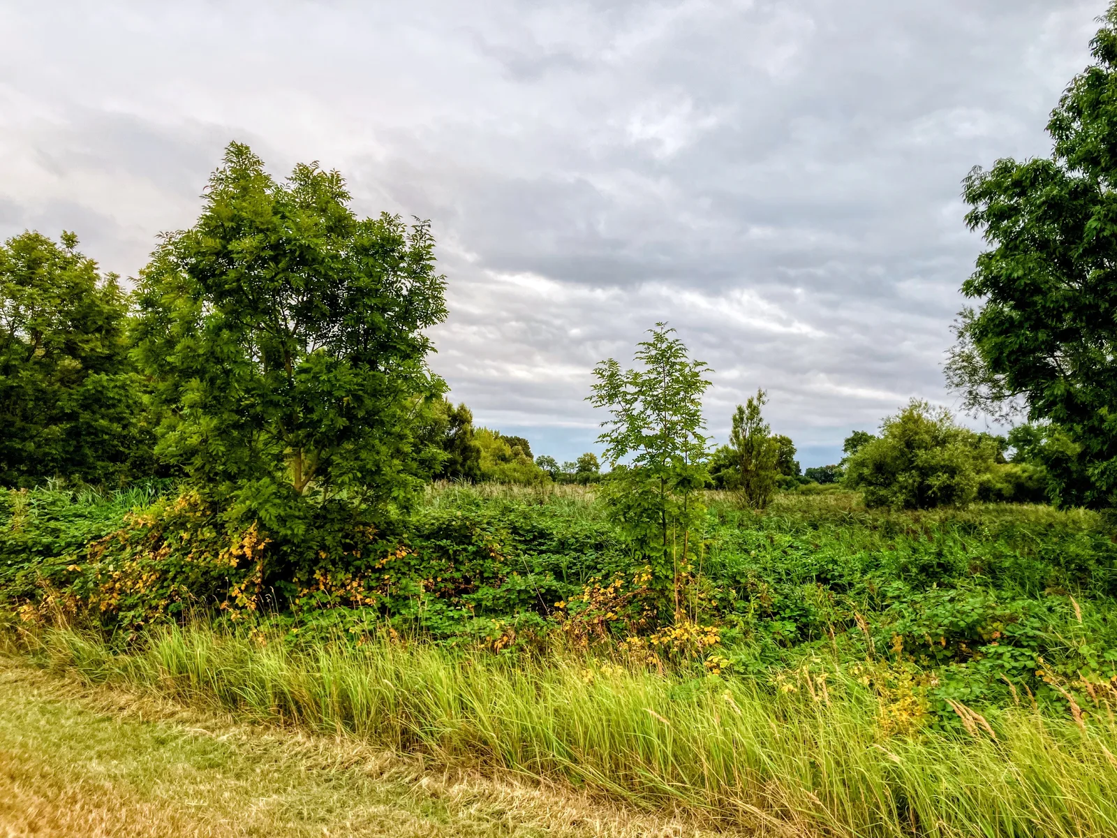 Main view at Heuckenlock Nature Reserve Hamburg — travel photo