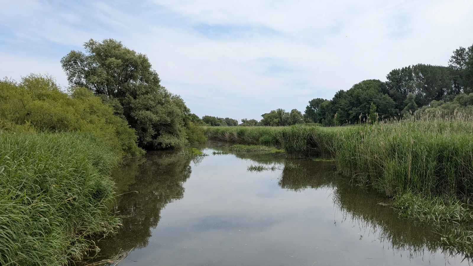 Details at Heuckenlock Nature Reserve Hamburg — travel photo