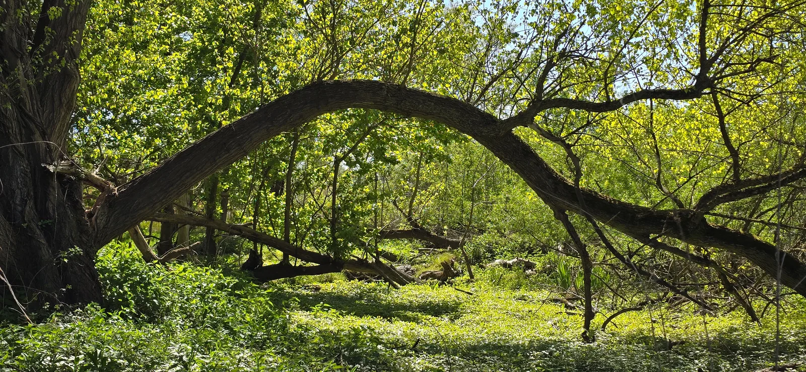 Atmosphere at Heuckenlock Nature Reserve Hamburg — travel photo