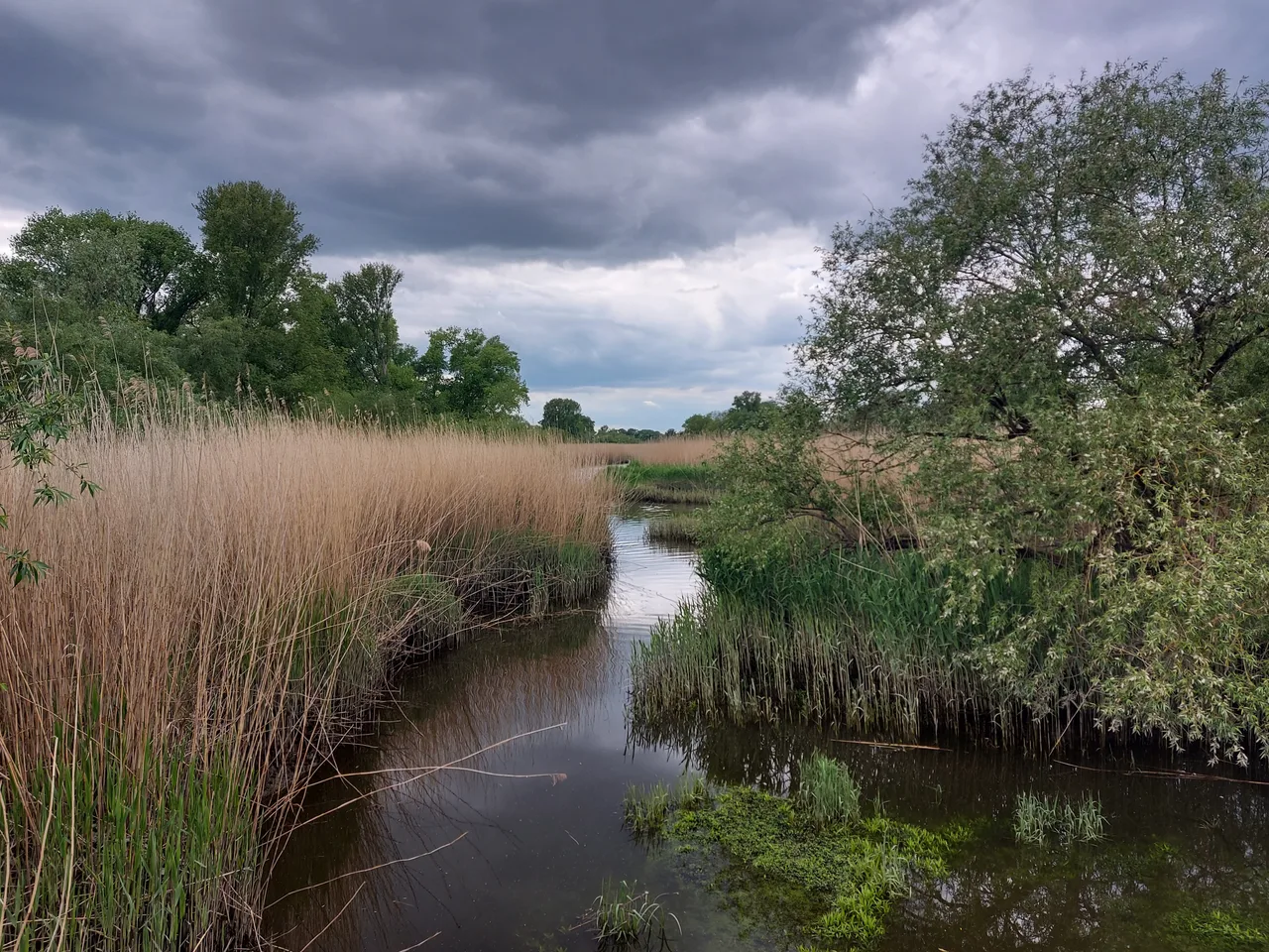 Heuckenlock Nature Reserve â hidden gems guide Hamburg