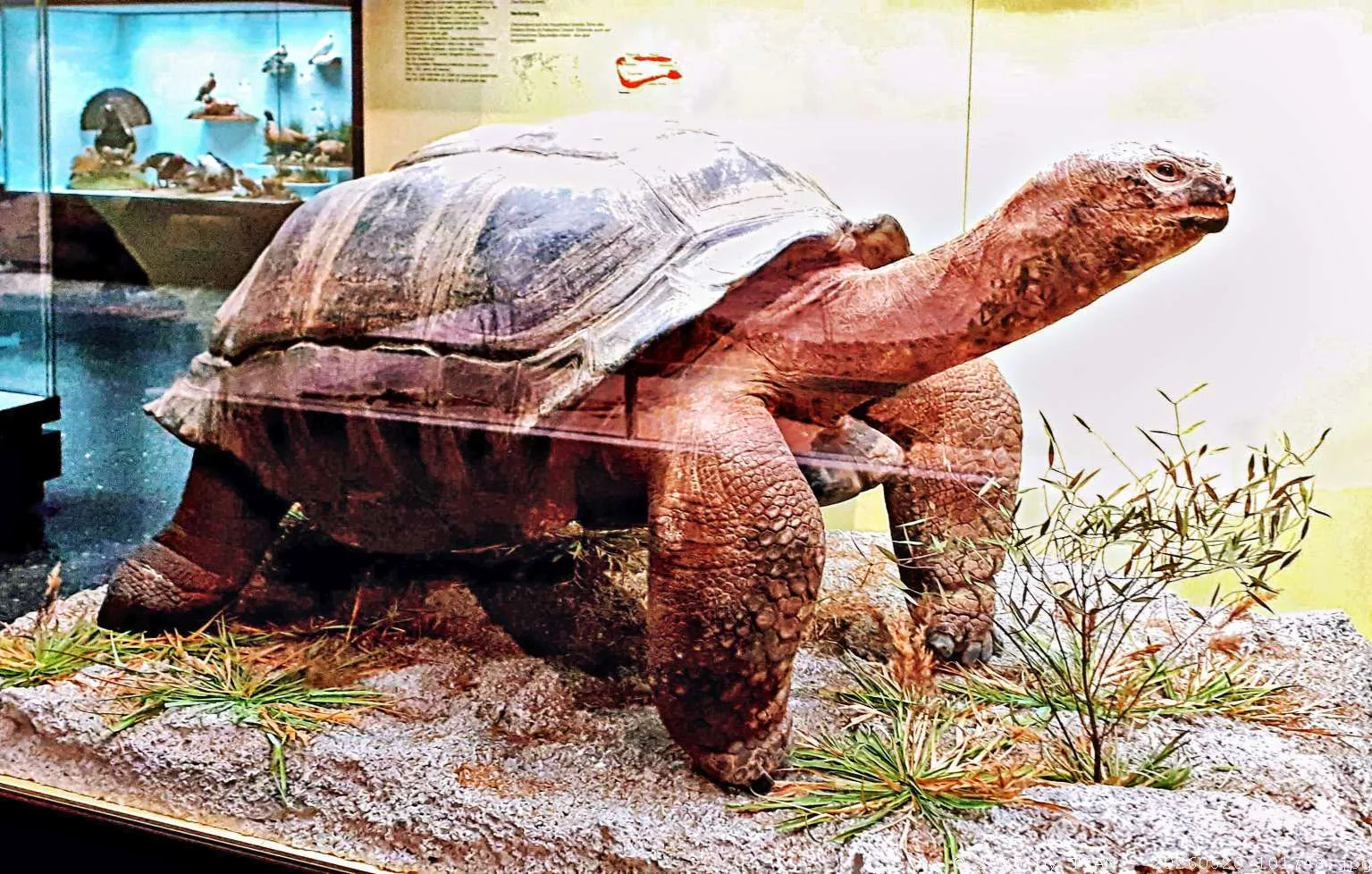 Interior at Museum of Nature - Zoology Hamburg — travel photo