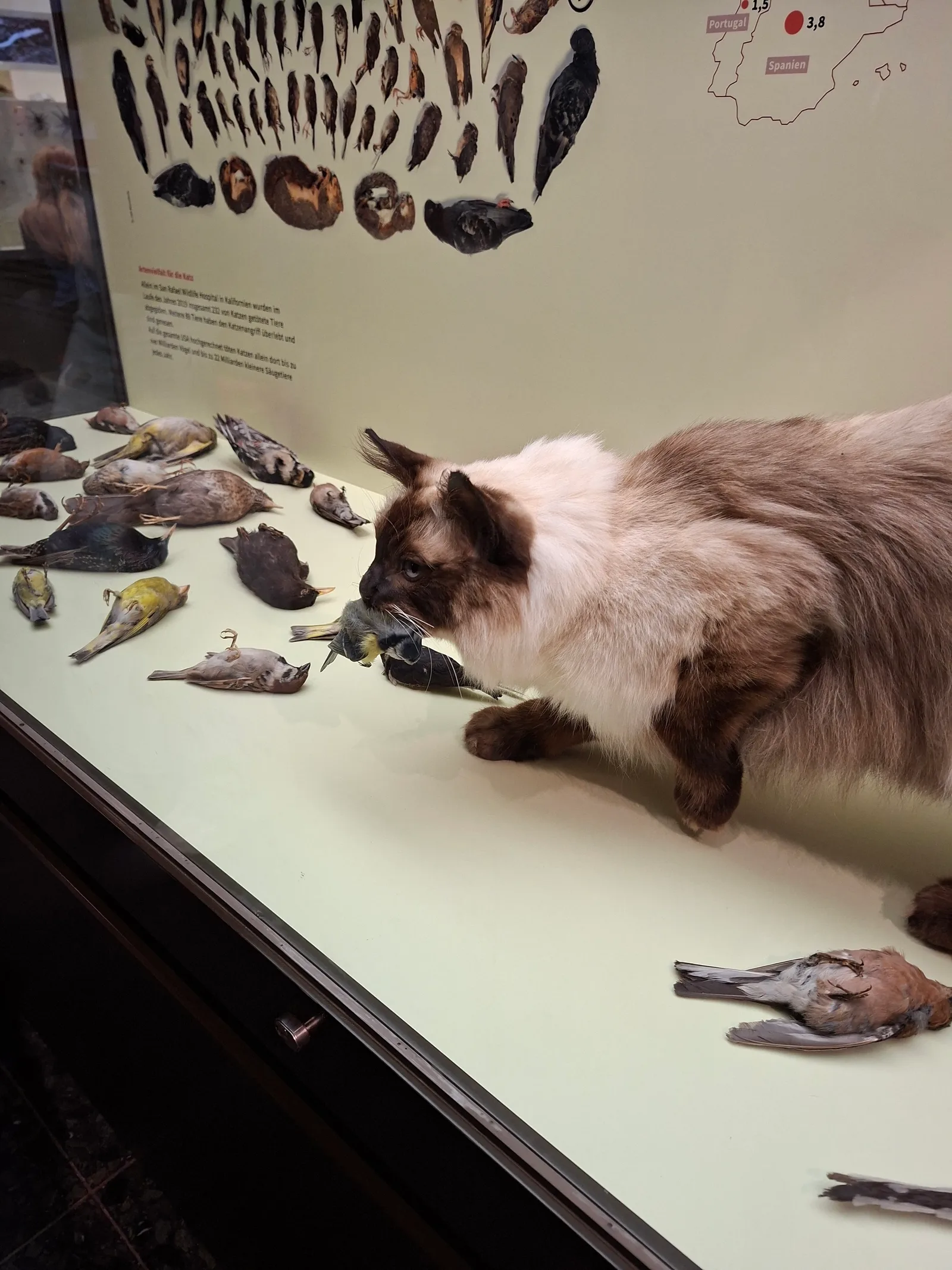 Details at Museum of Nature - Zoology Hamburg — travel photo