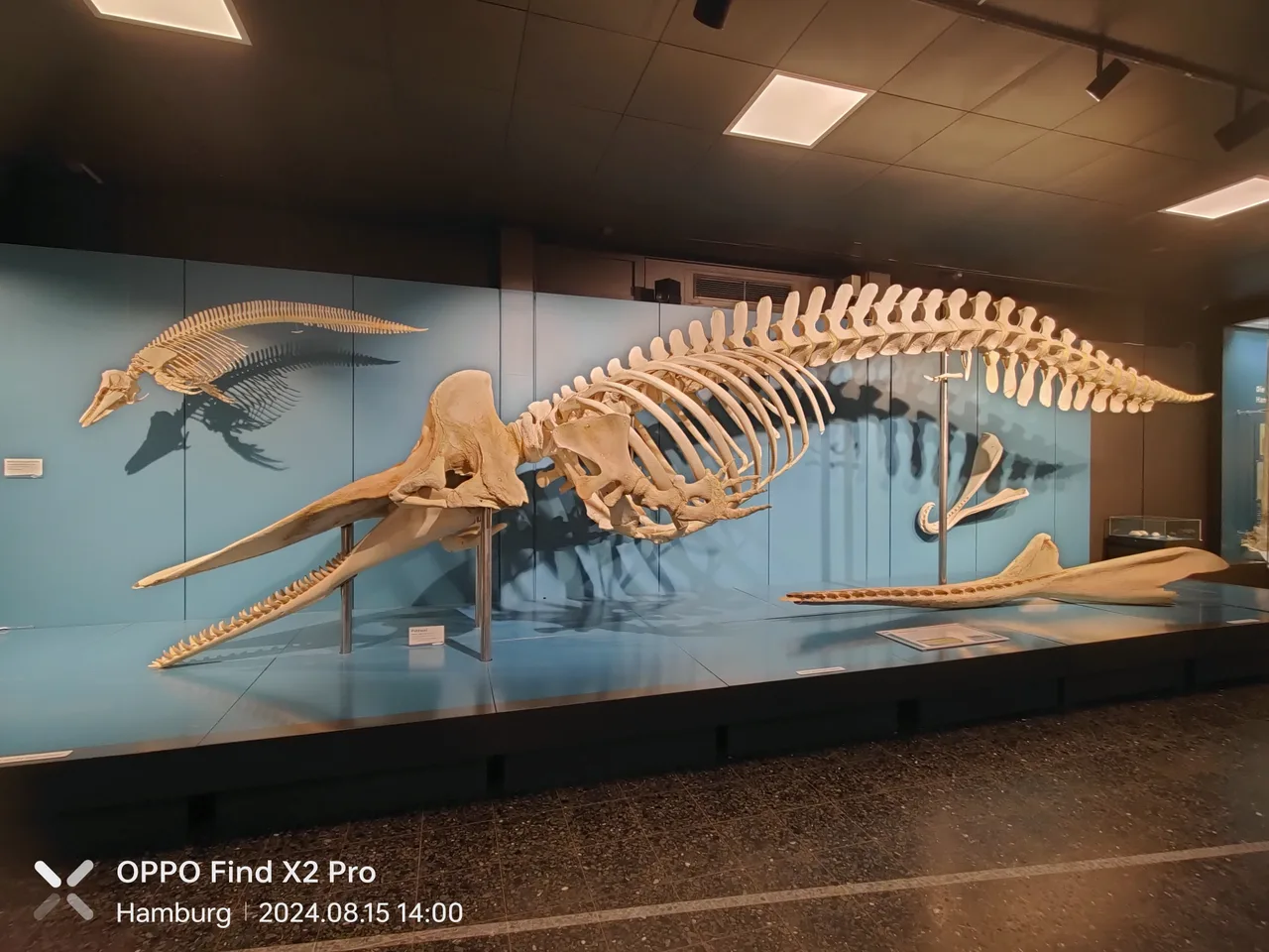 Museum of Nature - Zoology
