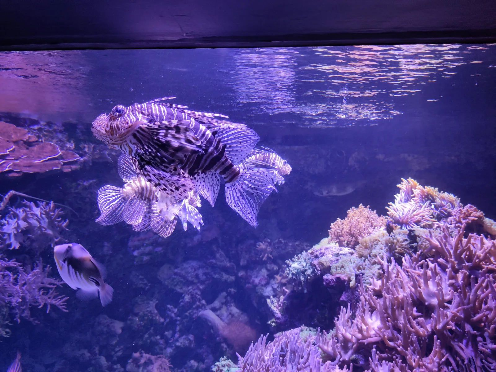 Interior at Tropen-Aquarium beim Tierpark Hagenbeck Hamburg — travel photo