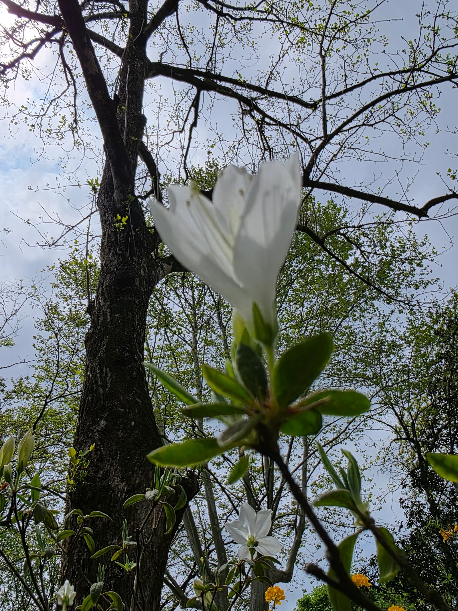 Atmosphere at Hangzhou Botanical Garden Hangzhou — travel photo