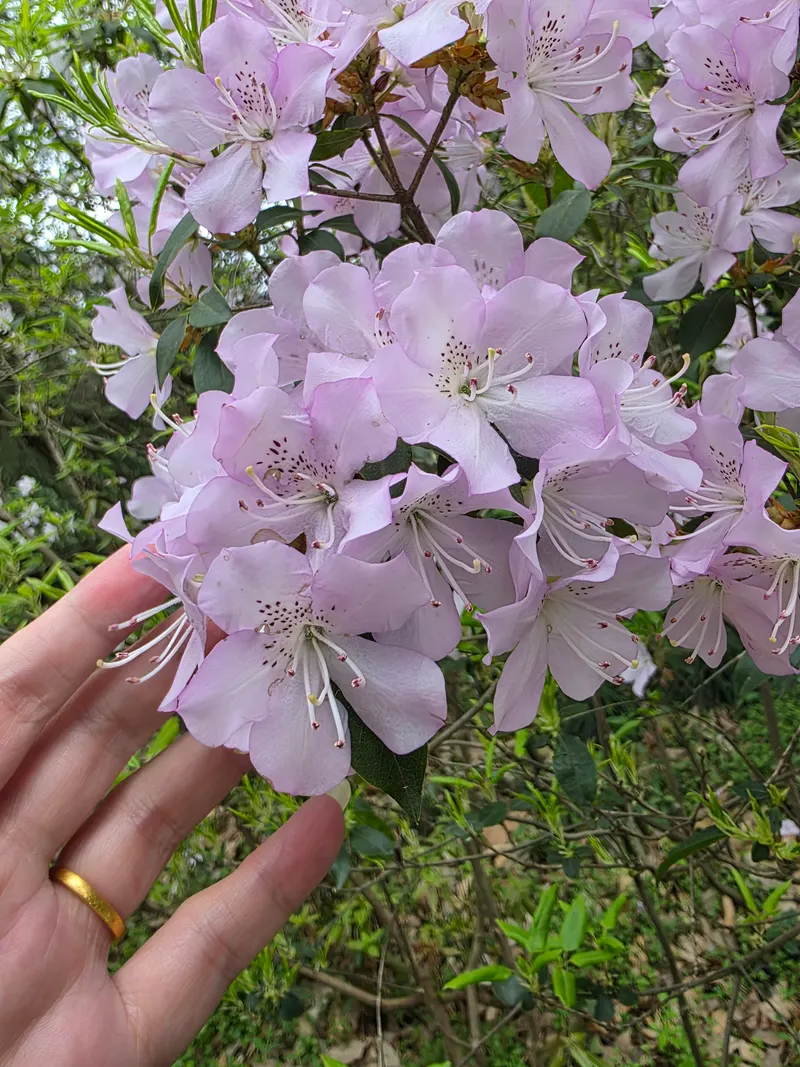 Hangzhou Botanical Garden