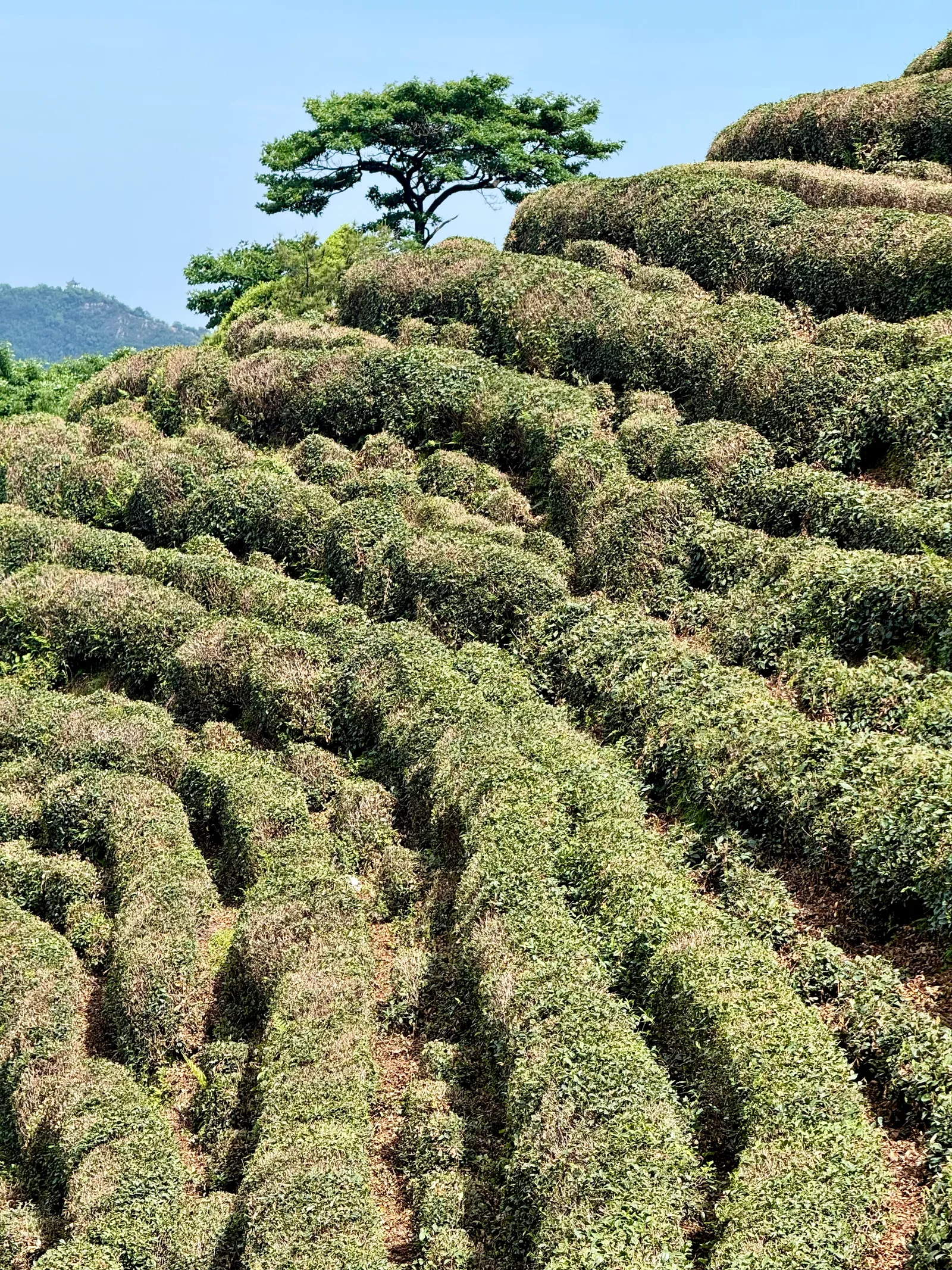 Details at Hangzhou Longjingshan Park Hangzhou — travel photo