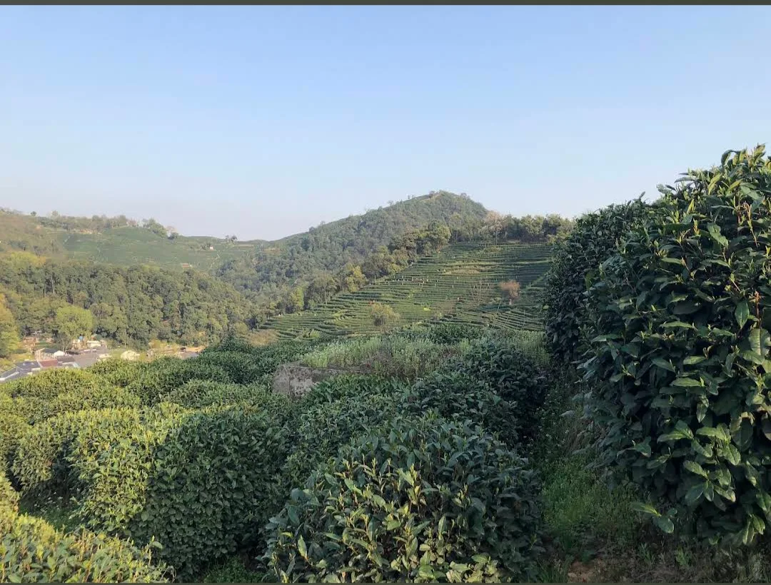 Hangzhou Longjingshan Park — family guide Hangzhou