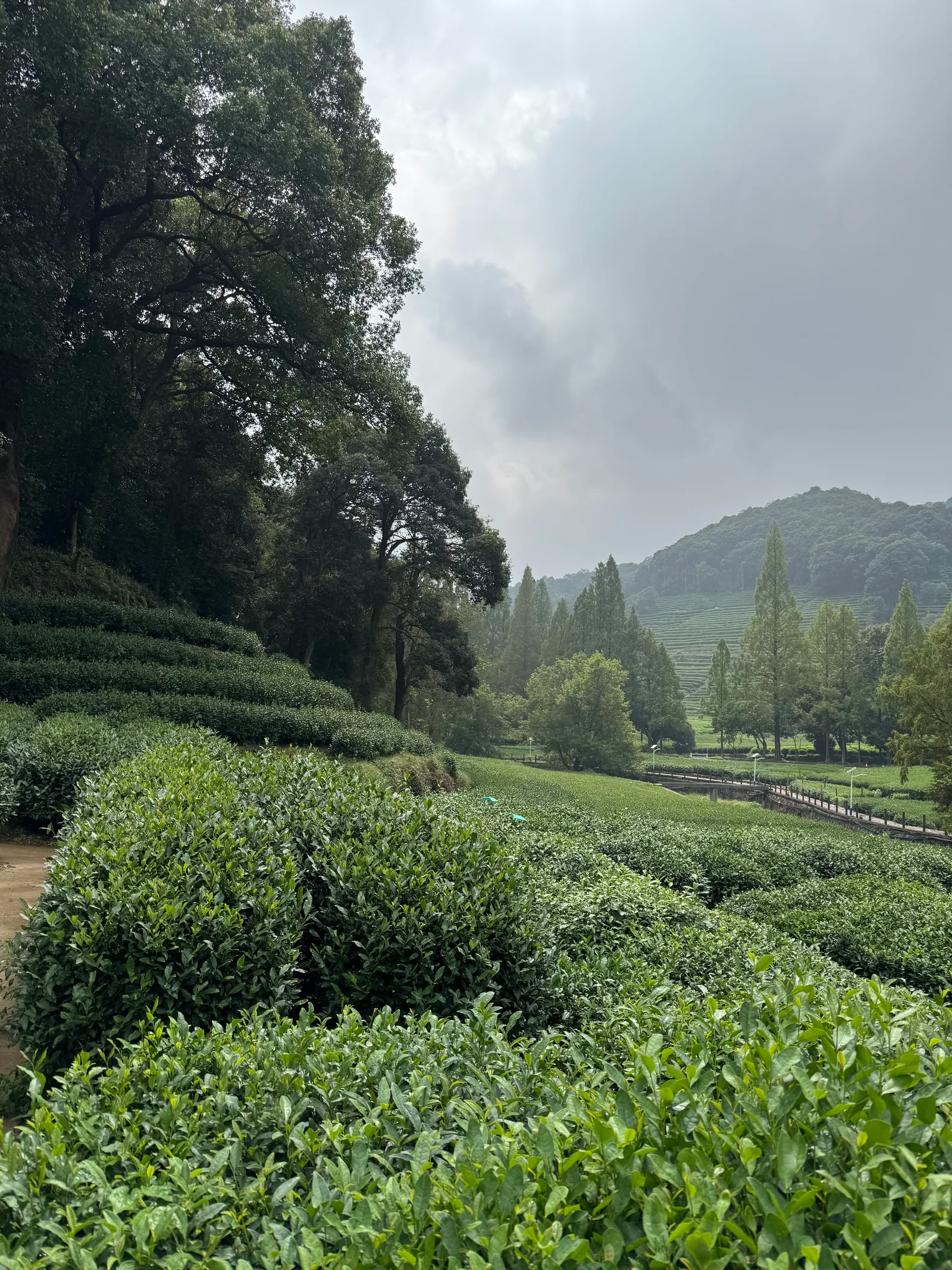 Interior at Inquiring About Tea at Dragon Well Hangzhou — travel photo