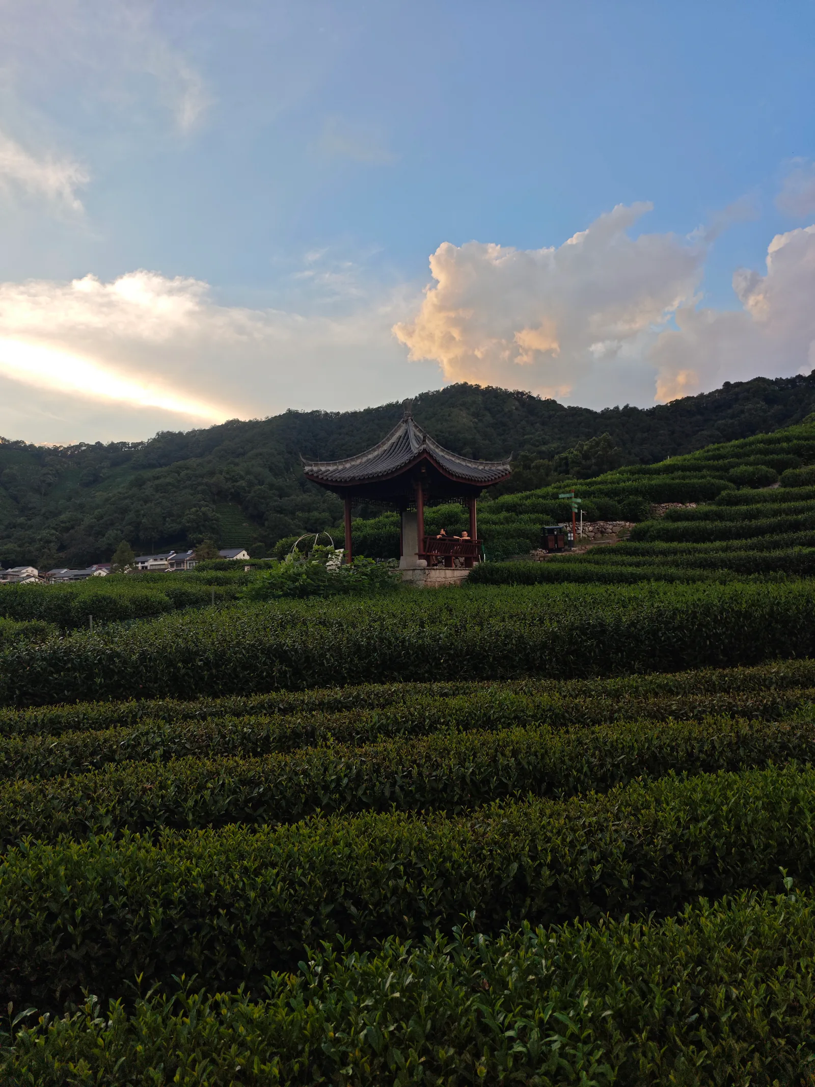 Details at Inquiring About Tea at Dragon Well Hangzhou — travel photo