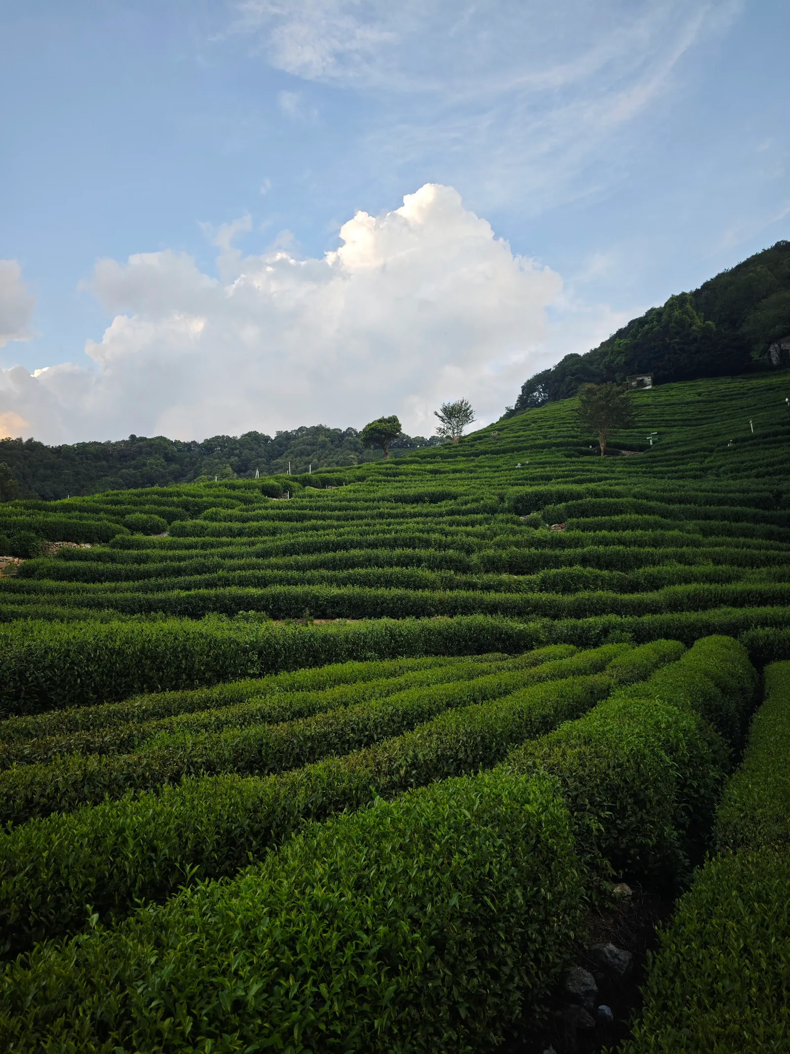 Atmosphere at Inquiring About Tea at Dragon Well Hangzhou — travel photo