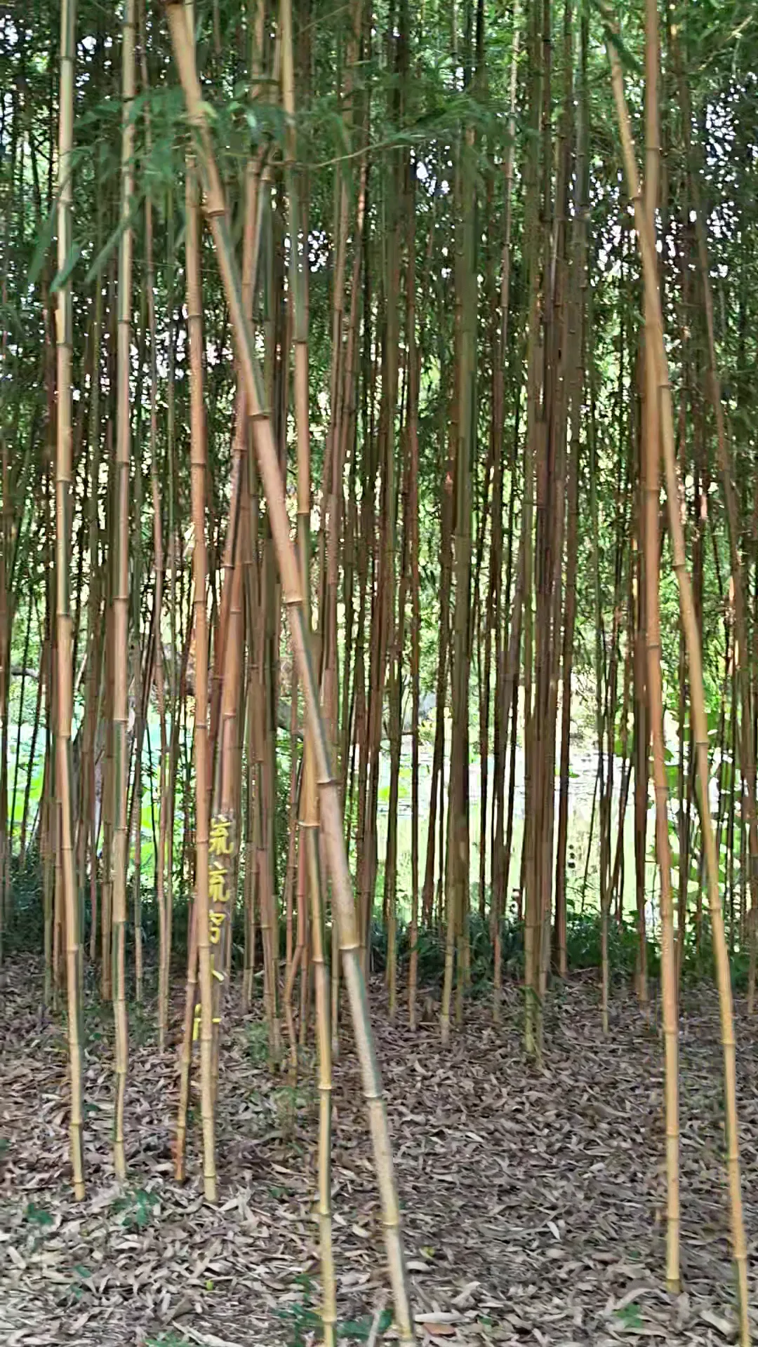 湖滨公园