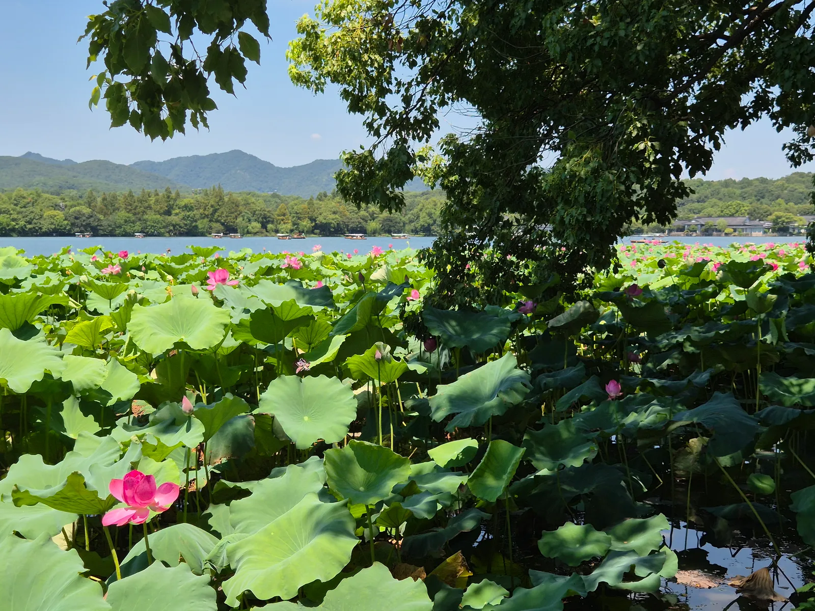 Taiziwan Park — family guide Hangzhou