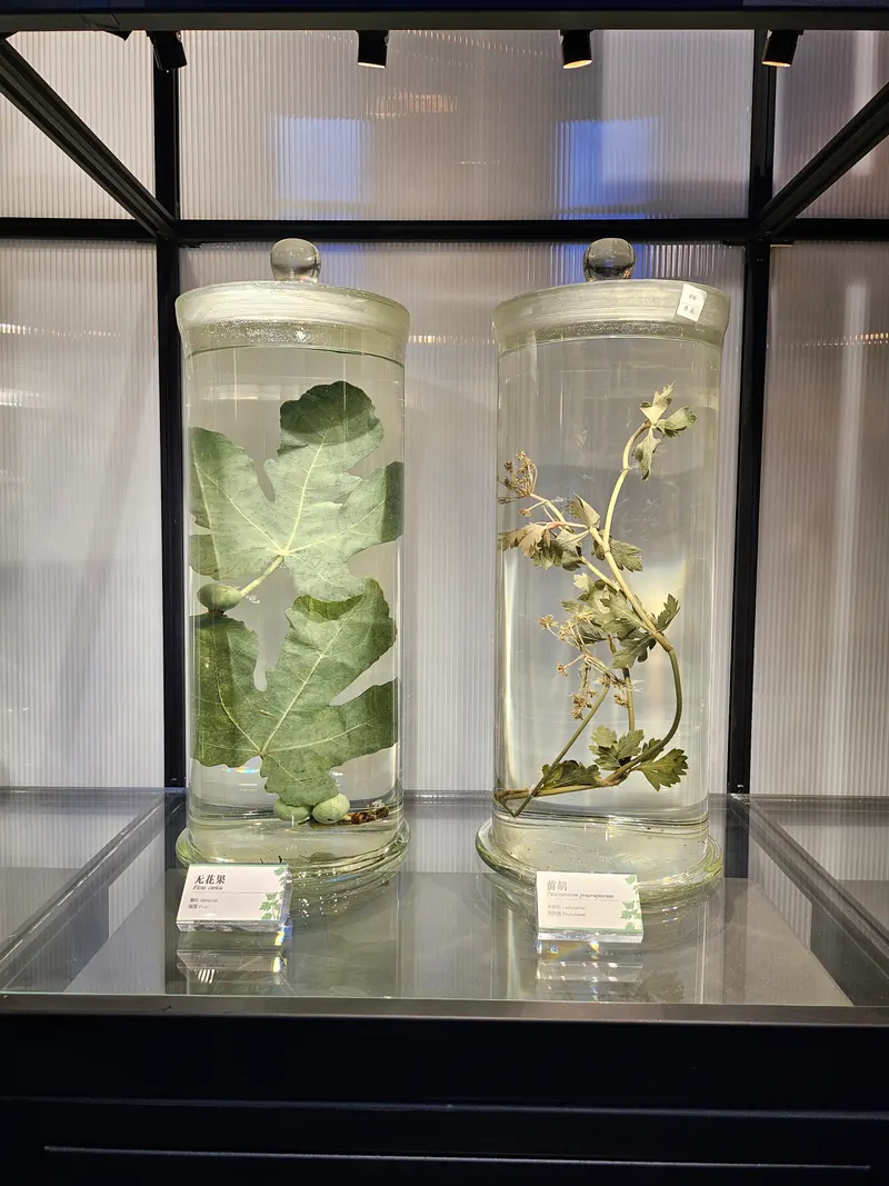 Zhejiang Traditional Chinese Medicine Museum