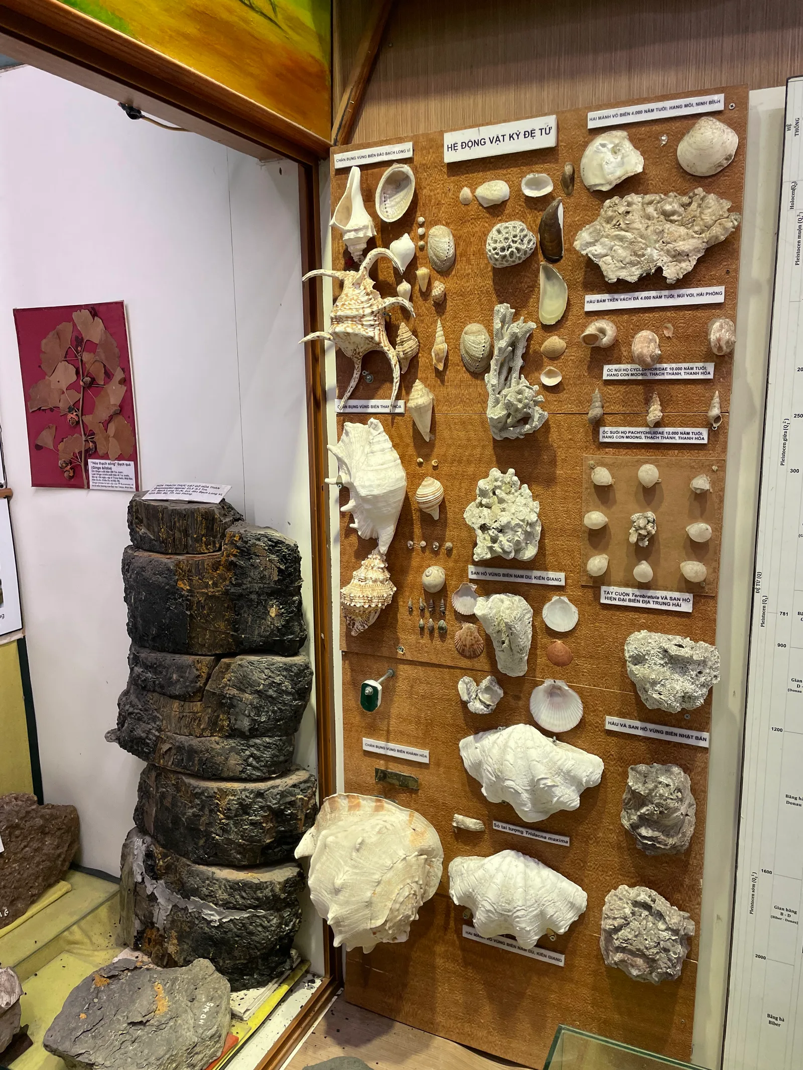 Details at Vietnam National Museum of Nature Hanoi — travel photo