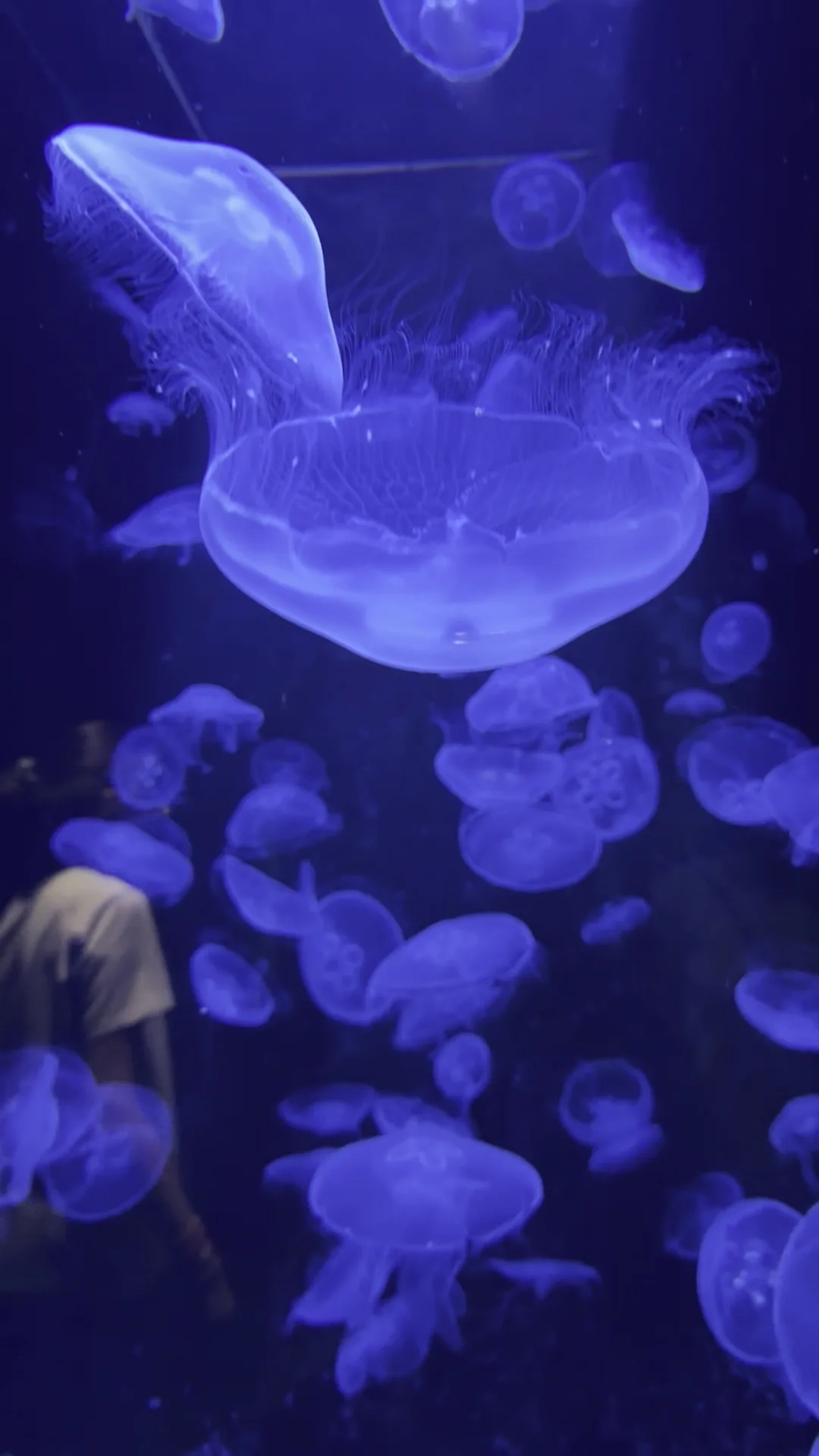 Main view at CRETAquarium Thalassokosmos Heraklion — travel photo
