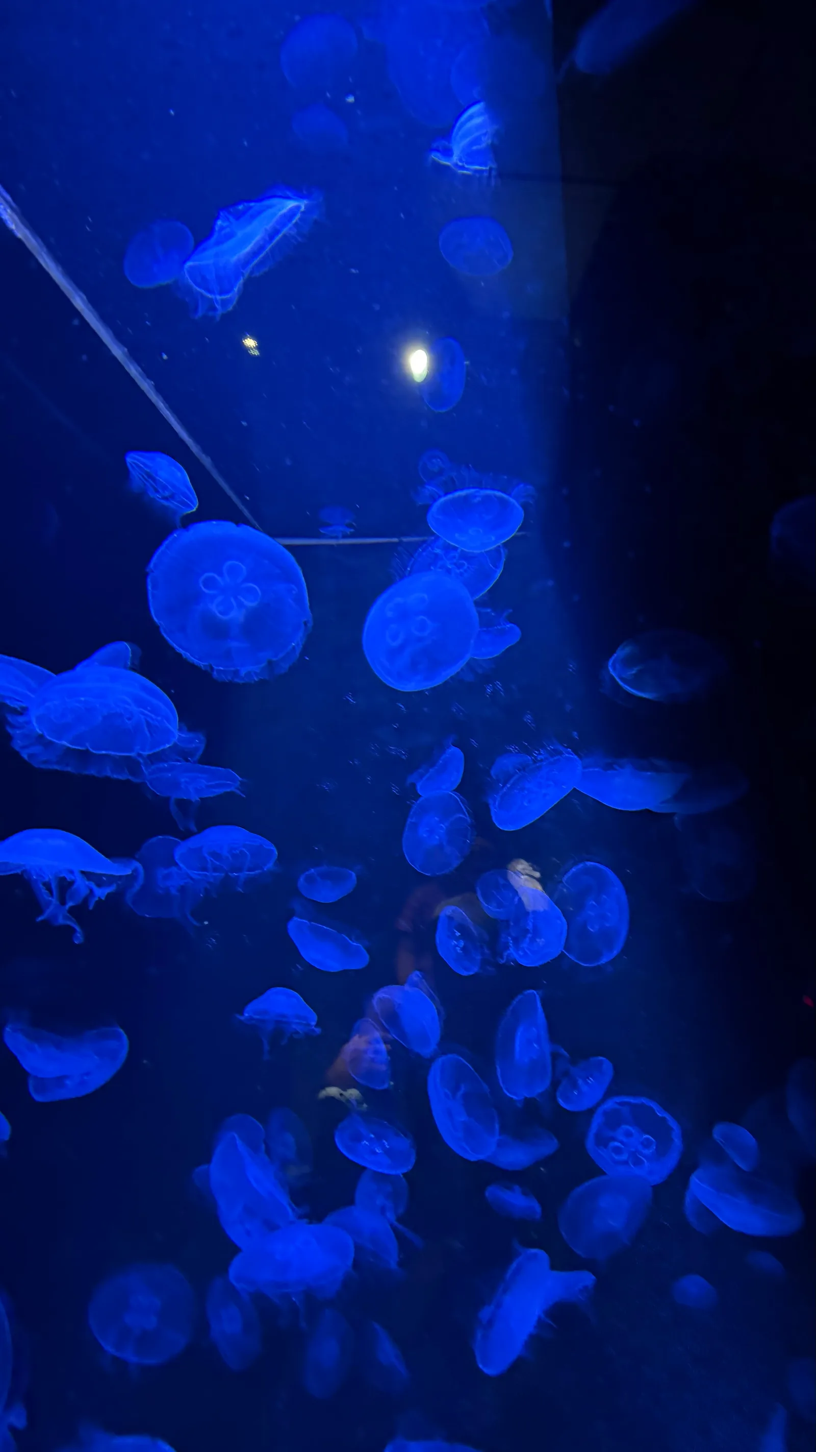 Details at CRETAquarium Thalassokosmos Heraklion — travel photo